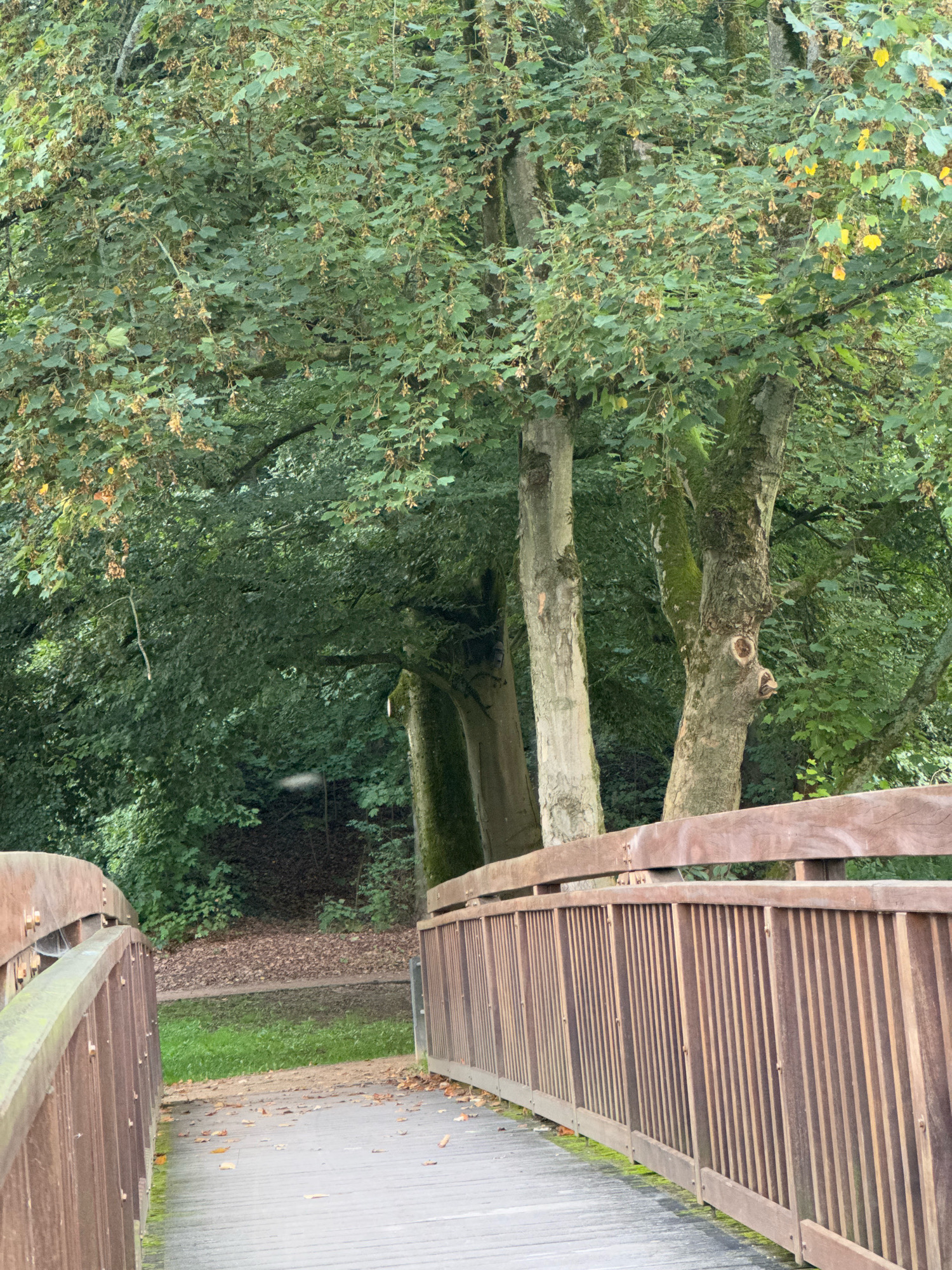 The image shows a wooden bridge in a park-like setting, likely in the city of Cleves, Germany. The bridge has a slatted wooden railing and a wooden plank surface, with some fallen leaves scattered on it. To the right of the bridge, a dense canopy of green trees with some yellowing leaves is visible, suggesting it might be autumn. In the background, there are several tree trunks, some covered in moss. The ground slopes downwards from the bridge, with a patch of green grass and a darker area covered in leaves. The overall atmosphere is serene and natural.