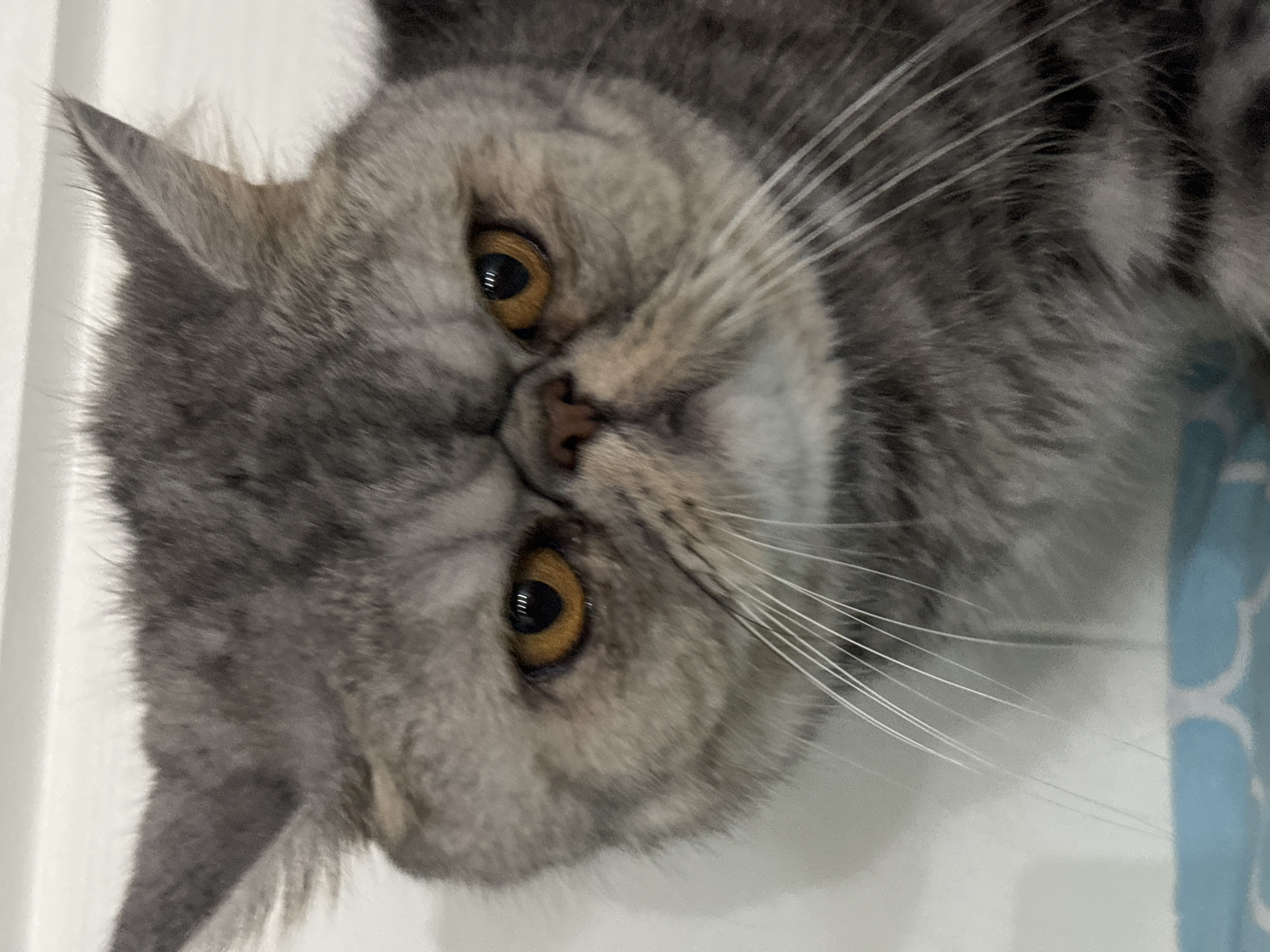 A close-up, head-on, slightly blurry, eye-level medium shot shows a grey, brindle patterned exotic shorthair cat. The cat's face is towards the camera, with its head centered. The cat has large, round, amber eyes and a flattened, broad nose. Its fur is short and dense, with distinct darker brindle markings. Long, white whiskers fan out from its muzzle. The background is out of focus and appears to be a plain, off-white wall. A small portion of a blue and white patterned surface is visible in the lower left corner of the image. There are no people or specific landmarks visible that would indicate a location in Chaikovsky, Russia.