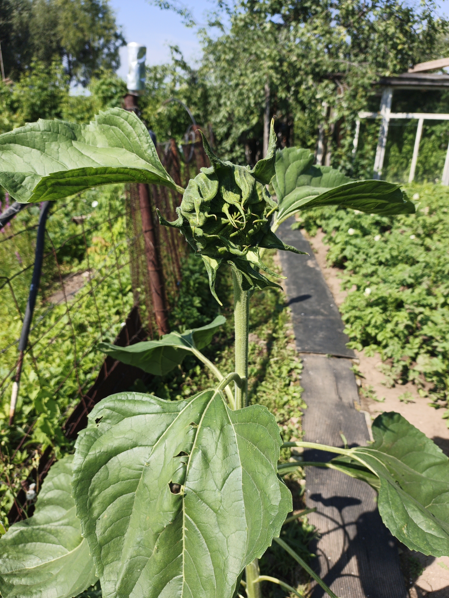 An outdoor, eye-level, medium shot captures a young, unbloomed sunflower in the foreground. Its large, textured green leaves, some showing signs of minor damage, droop slightly. The sunflower head is a tight, green bud, enclosed by pointed sepals, with a few tendrils of green curling outwards. The stem is thick and green. Behind the sunflower, a dirt path covered with a black mat runs diagonally through the frame. To the left of the path is a grassy area with scattered weeds and a chain-link fence. To the right, rows of green plants, possibly potatoes, are visible with some small white flowers. In the background, mature green trees form a dense canopy. Beyond the trees, a metallic, cylindrical structure is visible, possibly a water tower or silo, and part of a white wooden structure, likely a fence or garden shed, is present. The sky is clear and blue. The scene appears to be a garden or allotment within a residential area in Kazan, Russia, given the presence of cultivated plants and surrounding greenery. No people are present in the image.