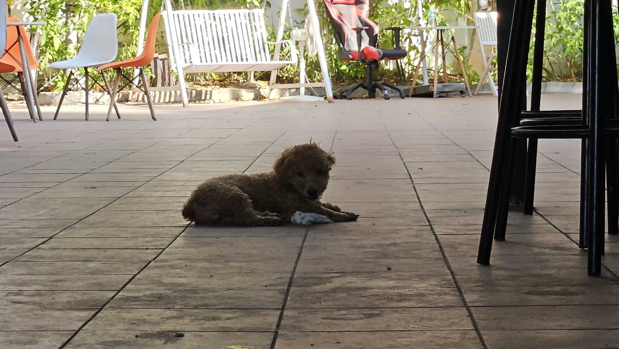 A medium shot shows a brown poodle lying on a tiled patio with its head up and turned slightly towards the viewer. It rests on a white crumpled cloth. In the background, there are several pieces of furniture: orange and white chairs, a white swing, and a red gaming chair. To the right side of the frame, there are the legs of several high stools. The patio appears to be outside, possibly in a cafe or a similar establishment. The scene is bathed in daylight. The location is Nha Trang, Vietnam.