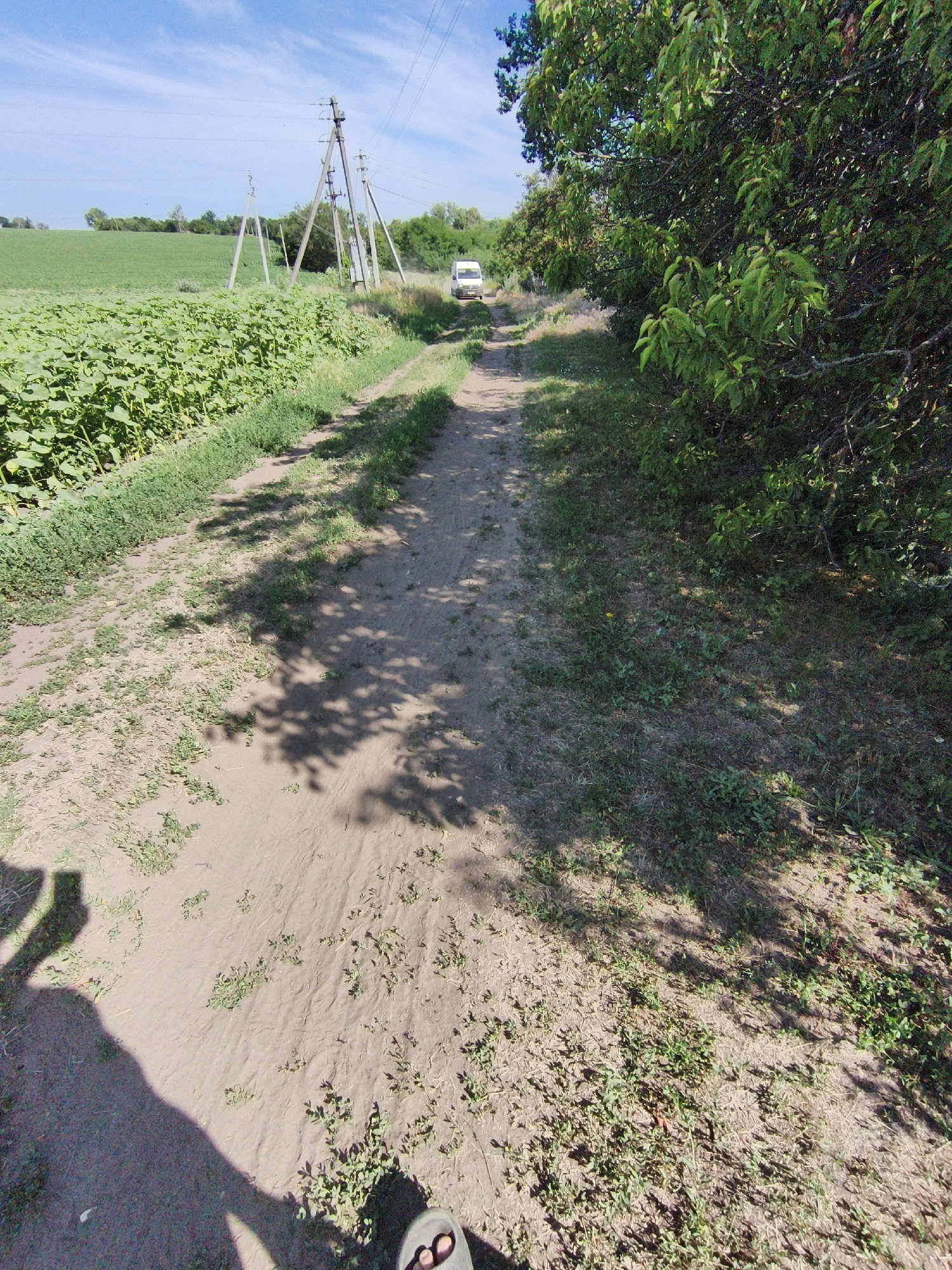 In Psylske, Ukraine, on a sunny day, a dirt road winds through a rural landscape. To the left, a vibrant green field of sunflowers stretches to the horizon under a blue sky with wispy clouds. Power lines crisscross the sky, supported by tall wooden poles. On the right, a dense green tree line casts dappled shadows on the road. A white van is parked further down the road, partially obscured by trees. The foreground of the image shows the sandy, uneven ground of the road with sparse vegetation and shadows of trees and foliage. A person's shadow, holding a phone, is visible on the left side of the road, and a foot in a sandal is present in the lower right corner of the frame.