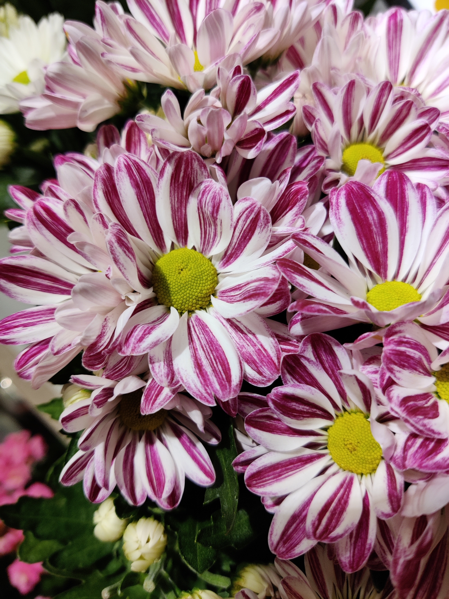 This is a close-up, vertically oriented photograph of a bouquet of chrysanthemums. The flowers are predominantly white with striking magenta stripes radiating from their yellow centers. The petals are elongated and have a slightly ruffled appearance. Some of the flowers are in full bloom, showcasing their intricate patterns, while others are partially closed or in bud. The background is dark and slightly out of focus, with hints of green foliage and some blurred pink elements, possibly other flowers or decorative elements. There are no people or any indication of a specific location within Mechanicsburg, United States of America, present in the image. The lighting appears to be artificial, highlighting the textures and colors of the flowers.