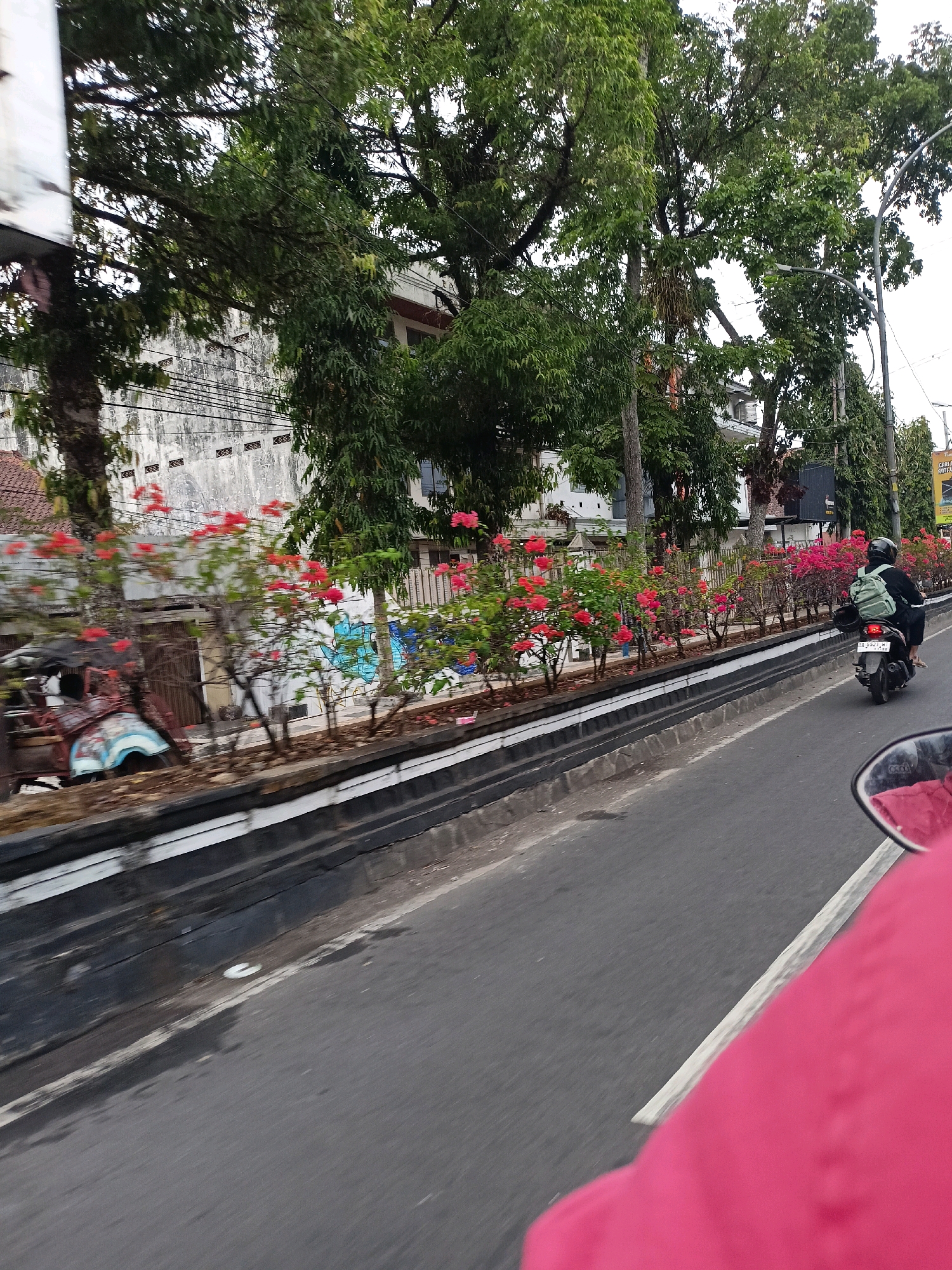 A side view captures a street scene in Magelang, Indonesia, with a focus on a line of vibrant pink and red bougainvillea flowers. The flowers are planted in a raised bed along a black curb. Behind the flowers, a white wall with a distressed texture is visible, featuring graffiti. Trees with lush green foliage overhang the scene, with some branches extending into the frame. In the distance, buildings with red tile roofs and a tall, thin pole with a lamp are present. The foreground shows a portion of a road, with the bottom right corner revealing a pink fabric and a motorcycle mirror, suggesting the photo was taken from a moving vehicle. A person on a scooter, wearing a black helmet and a light green backpack, is riding away from the camera on the right side of the road. The sky is overcast and light.
