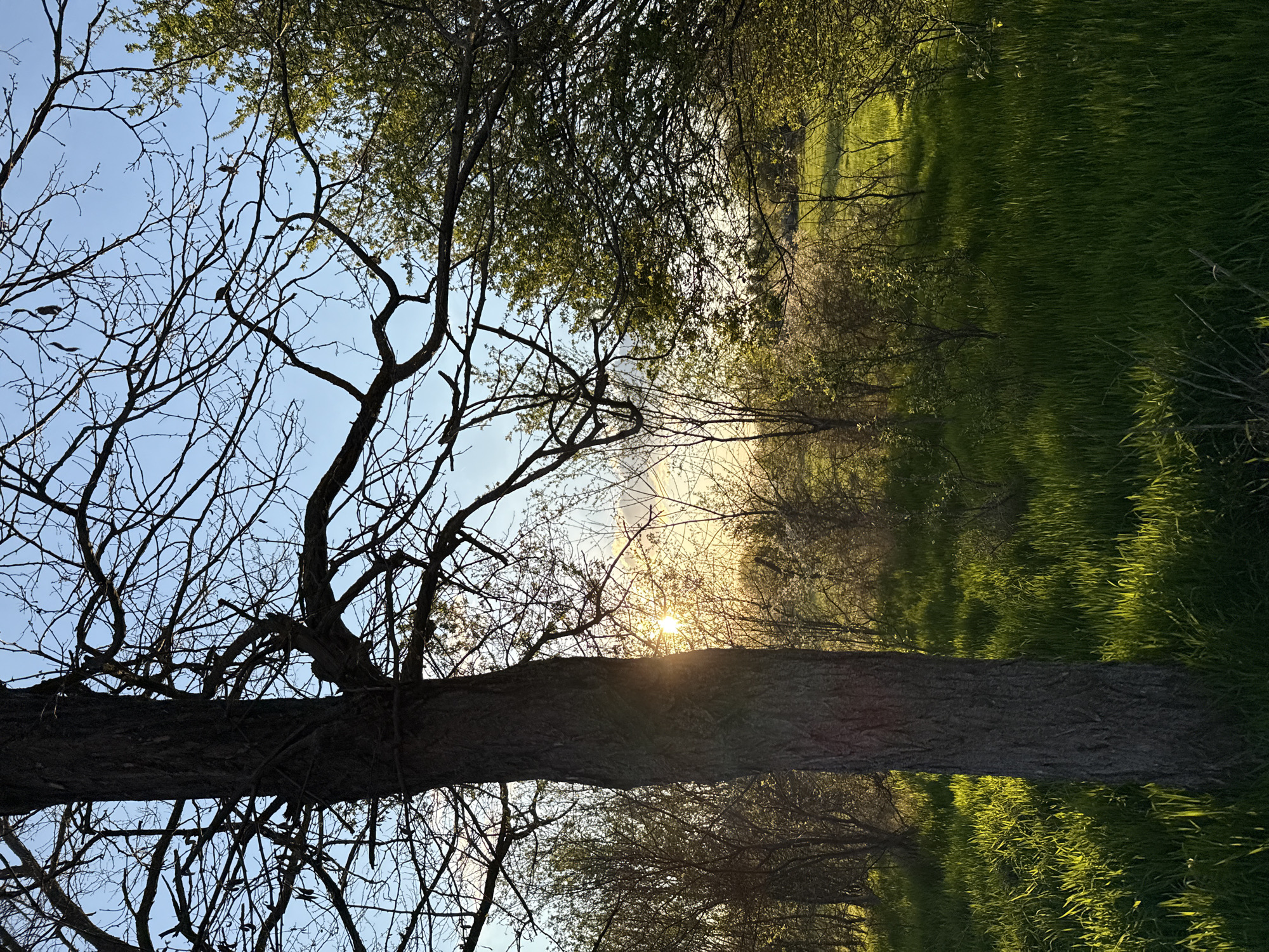 The image is a landscape taken from a low angle, possibly near ground level, with a tilted perspective. In the foreground, a thick tree trunk dominates the view, silhouetted against the setting sun. The sun is visible through the branches and beyond the tree, creating a starburst effect. To the right of the tree, lush green grass stretches into the distance, illuminated by the golden light of the setting sun. On the left, bare tree branches reach towards the sky, contrasting with the blue sky visible in the upper corner. The scene appears to be a meadow or field with trees and vegetation. There is no evidence to indicate that the location is in the city of Buhovo, Bulgaria.