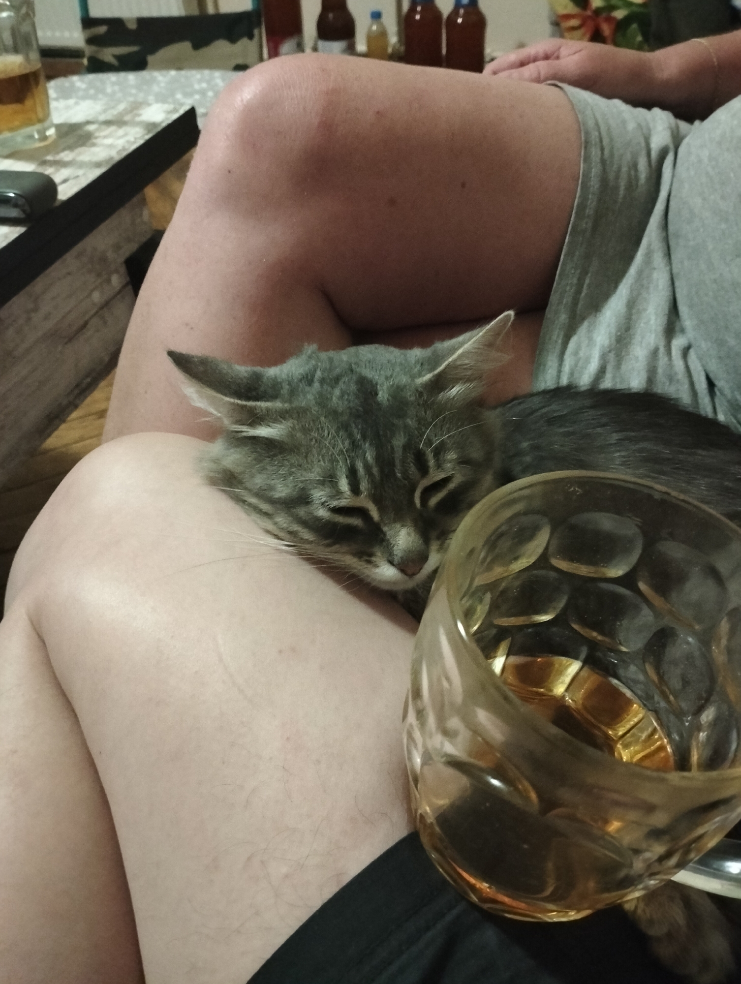 A domestic cat rests on a person's lap. The cat is gray with tabby markings and has its eyes closed. A glass filled with ice and a golden liquid is positioned to the right of the cat, partially obscuring it. The person is wearing gray shorts and a black garment visible at the bottom of the frame. The background suggests an indoor setting with furniture and bottles on a table. The image is taken from a close-up, slightly angled perspective. The location is not specified in the image, therefore, no information regarding Drohobych, Ukraine can be provided.