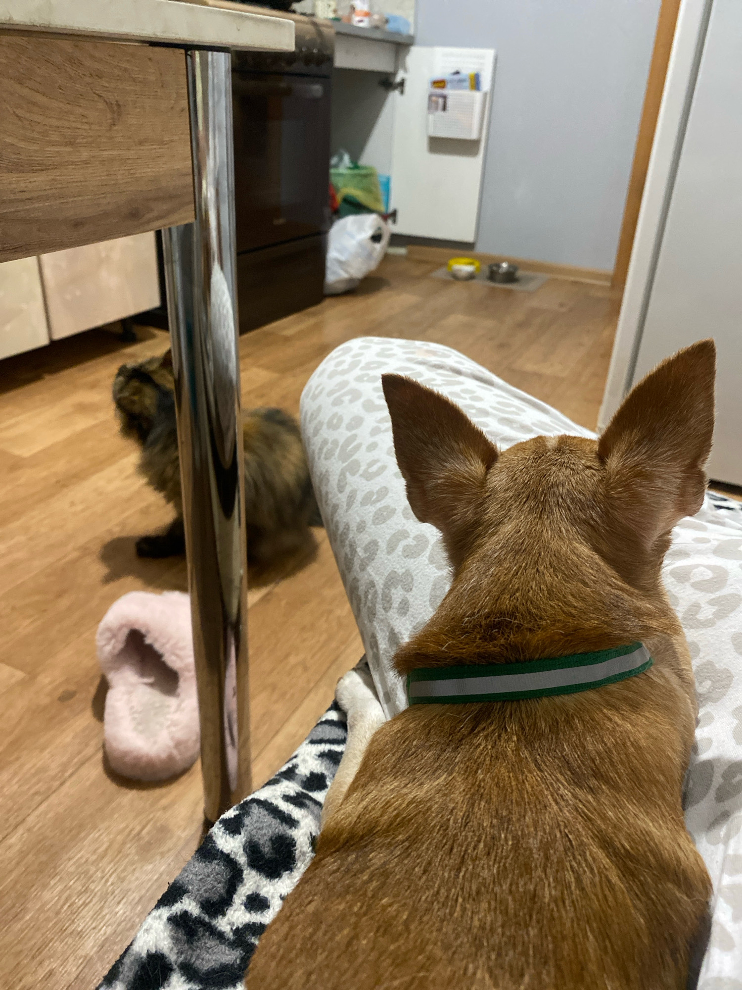 This is a close-up, eye-level, indoor shot of a domestic scene within an apartment in Zhlobin, Belarus. The foreground is dominated by the back of a small, tan-colored dog, seen from the neck up, wearing a green and grey collar. The dog is seated, facing away from the camera and towards the rest of the room.
In the middle ground, to the left of the dog and slightly behind a cylindrical metal support, a fluffy tortoiseshell cat is sitting on a wooden floor. The cat is looking upwards and to the left, with its head tilted. A light pink, fluffy slipper is visible on the floor to the left of the cat.
The background shows a kitchen or utility area. To the left, a dark-colored appliance, possibly a stove, is partially visible. White cabinets are mounted on the wall, with a white organizer holding various items. In the distance, on the floor, are two pet bowls, one yellow and one silver. The overall environment appears to be a residential interior, with a wooden floor throughout. The lighting is moderate, suggesting it is daytime, possibly from an overhead light source or ambient window light.