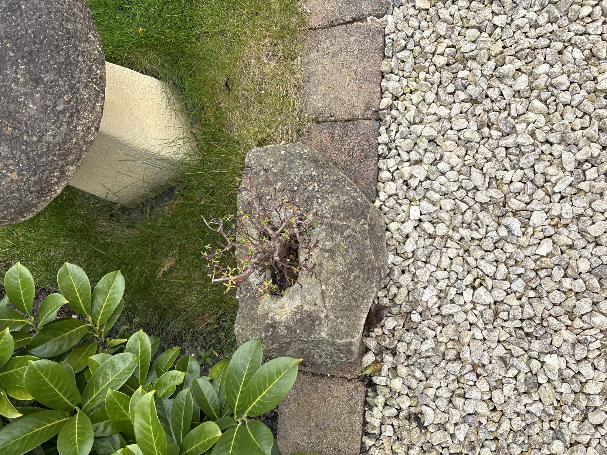 The scene is an outdoor garden setting in Longden, United Kingdom. The ground is covered in a mix of elements including green grass, grey gravel, a few large green-leafed plants, and a rock border comprised of rectangular stone bricks. A large rock sits between the grass and gravel. A small plant sprouts from a hole in the rock. A round, stone garden ornament is partially visible in the upper-left corner of the frame.
