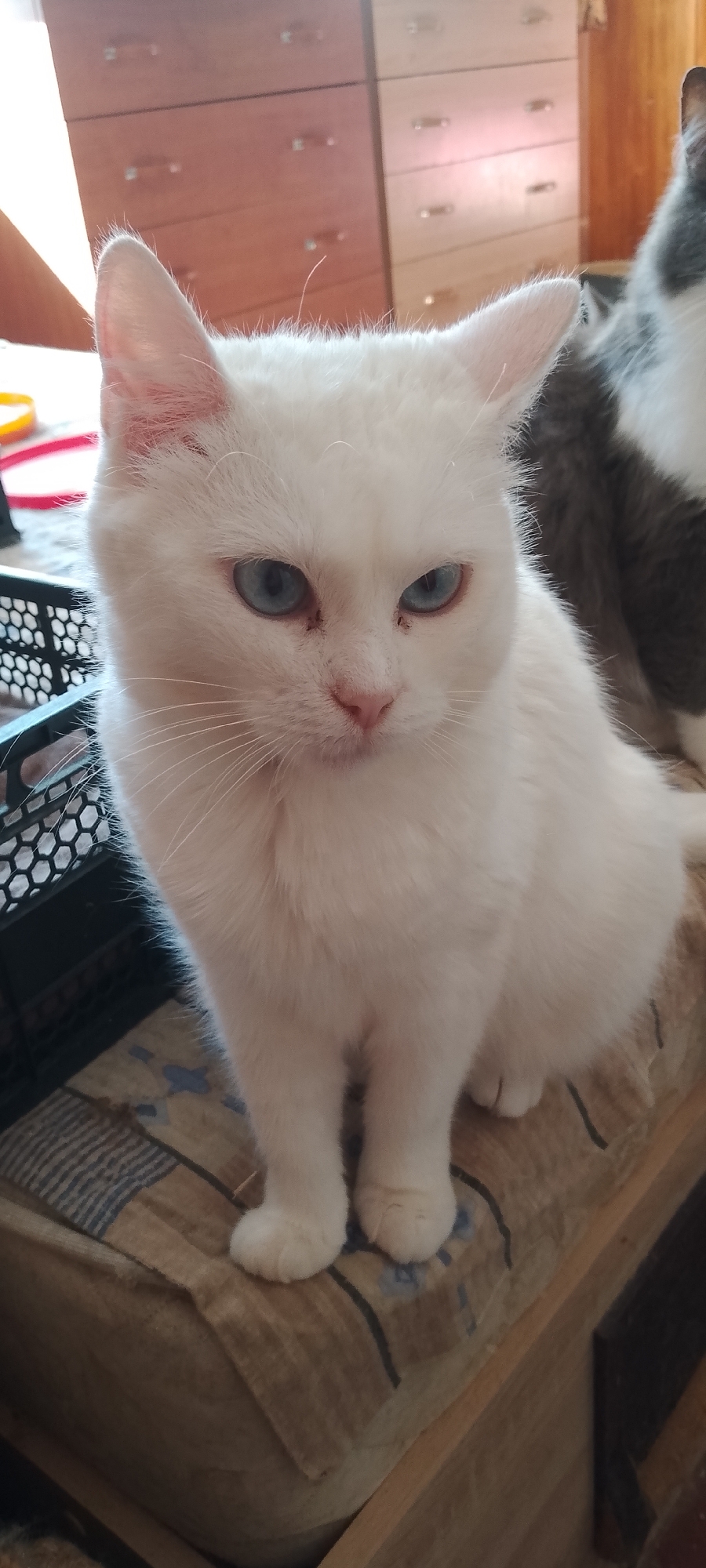A white cat with striking blue eyes sits on a textured surface, possibly a cushion or blanket, in front of a dresser with multiple drawers. The cat is the primary focus, with its gaze directed slightly off-camera. To the right of the white cat, a portion of another cat, gray and white, is visible. The background suggests an indoor environment, likely a room in a residential building. The lighting appears to be natural, coming from a window or overhead source, creating soft shadows. The overall scene is calm and domestic.