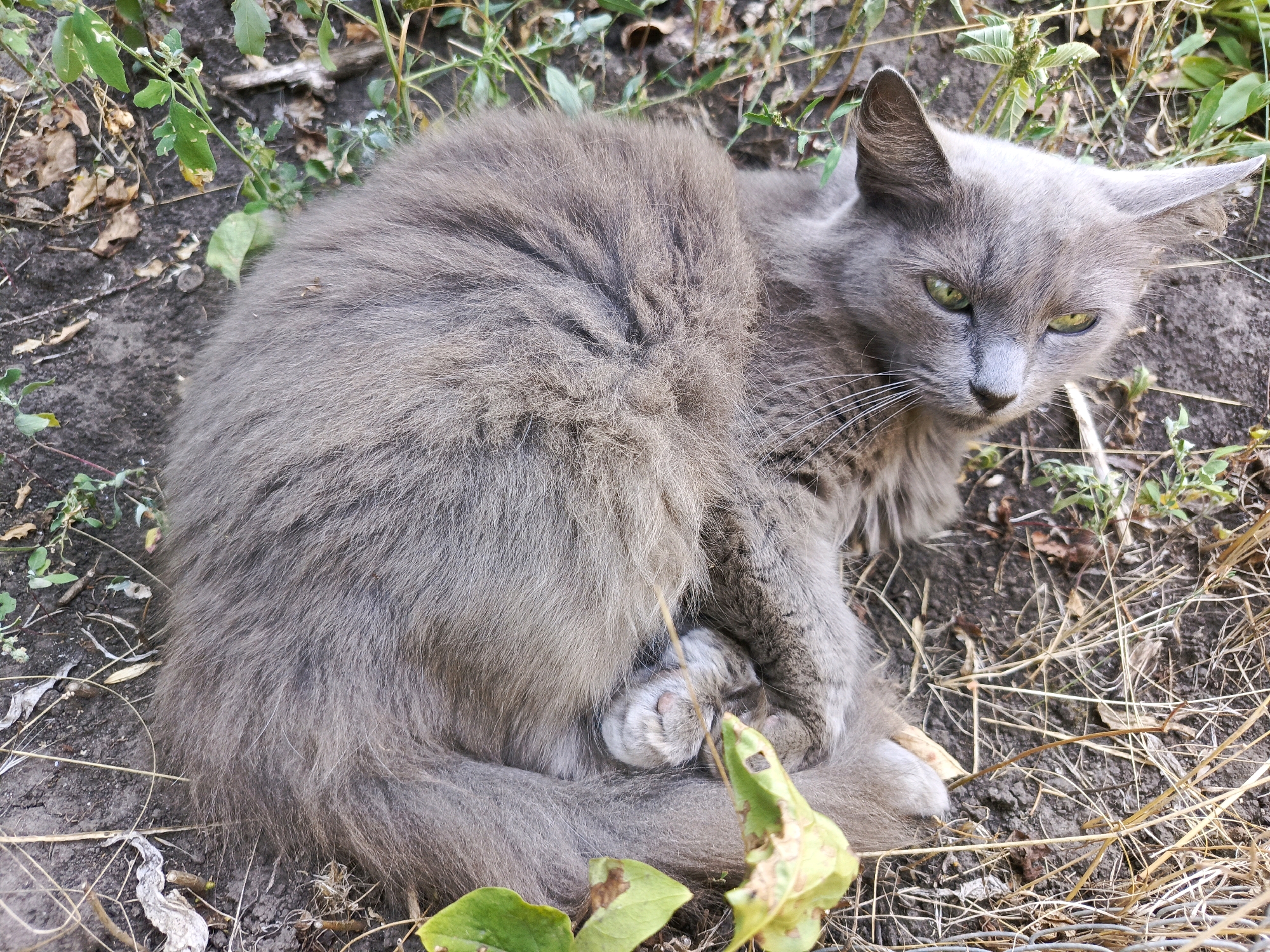 A medium shot shows a fluffy, grey cat curled up on the ground in a patch of dry grass and dirt. The cat's head is turned to the right, revealing its green eyes and a slightly wary expression. Its fur is long and appears somewhat matted in places. The background consists of dry earth, scattered leaves, and some green foliage. The lighting suggests it is daytime.