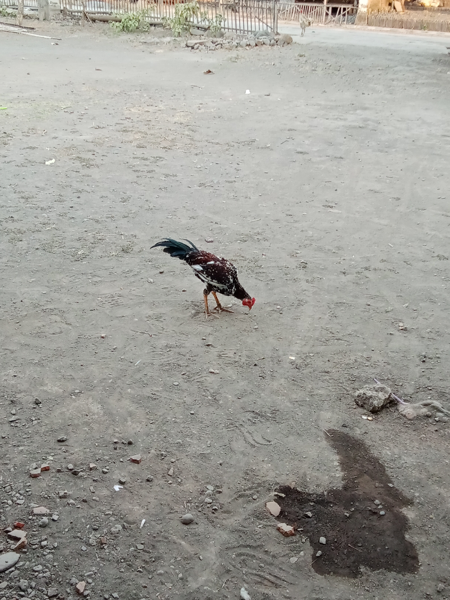 A rooster with brown, white, and black plumage pecks at the ground in an outdoor, dusty environment. The rooster is facing to the right with its head down. Behind the rooster, a wooden fence with vertical slats runs along the background, behind which are some buildings and vegetation. The ground is a mix of dirt and small stones, with a dark, wet patch visible in the foreground. The overall impression is of a rural or semi-rural setting in Selowogo, Indonesia.