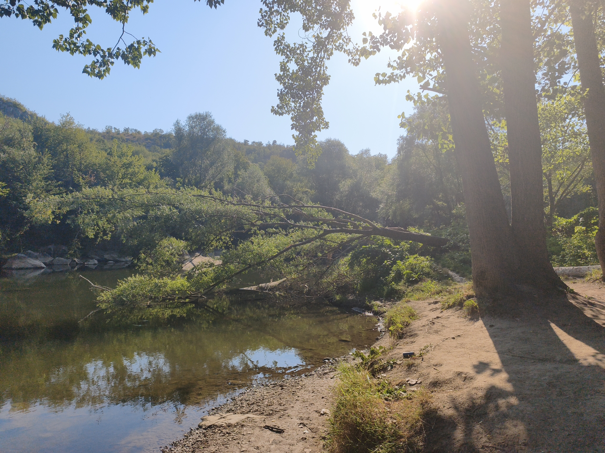 The image depicts a tranquil natural scene with a riverbank and lush vegetation. In the foreground, a sandy bank slopes down to the water's edge, with some sparse grass and pebbles. The river itself is calm, reflecting the surrounding trees and the clear blue sky. A fallen tree lies across the river, its branches extending into the water. In the background, a densely wooded hillside rises, with sunlight filtering through the leaves. The scene is bathed in the warm glow of the sun, suggesting it is either early morning or late afternoon. The location is the river Yantra in the city of Lovech, Bulgaria, known for its natural beauty and historical sites.