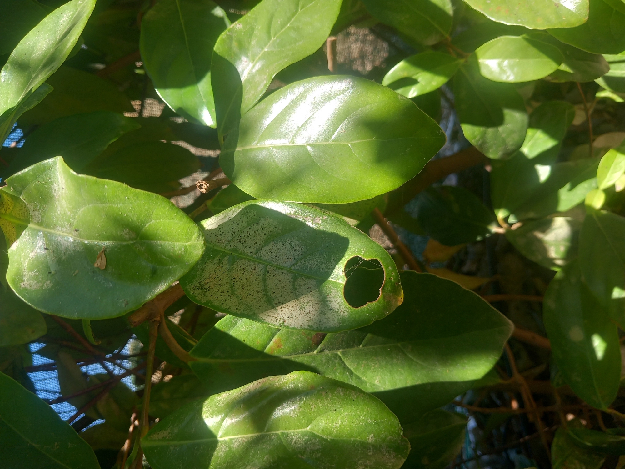 The image is a close-up shot of lush green leaves, some of which have a slightly dusty or discolored appearance. One leaf in the foreground has a distinctive heart-shaped hole. Sunlight casts dappled shadows across the foliage. The background is blurred, but appears to be a garden or outdoor setting with hints of a fence or netting. There are no people or animals visible. The scene is consistent with a garden setting in Άγιος Νεκτάριος, Greece, a location known for its Mediterranean vegetation and climate.