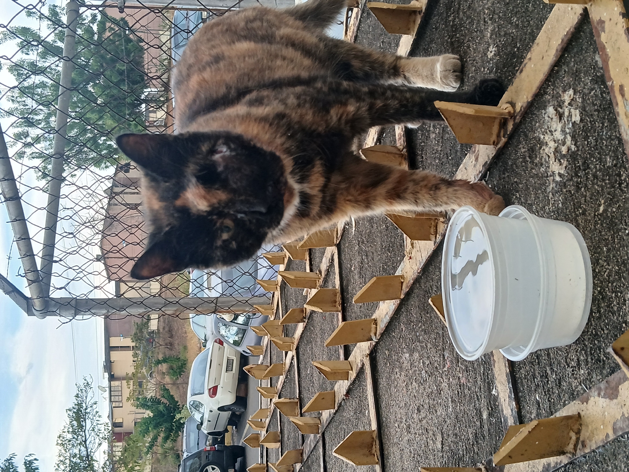 A tortoiseshell cat is the primary subject, positioned above a fence. The fence is constructed with metal bars arranged in a grid pattern, each intersection featuring upward-pointing, triangular metal pieces. To the right of the cat is a translucent, white plastic bowl, seemingly containing water.
In the background, beyond the fence, there's a view of Guayana City, Venezuela. Cars are parked in a row, with buildings and trees further in the distance under a partly cloudy sky. The setting suggests an urban or suburban area, likely a parking lot or street adjacent to a residential or commercial zone.