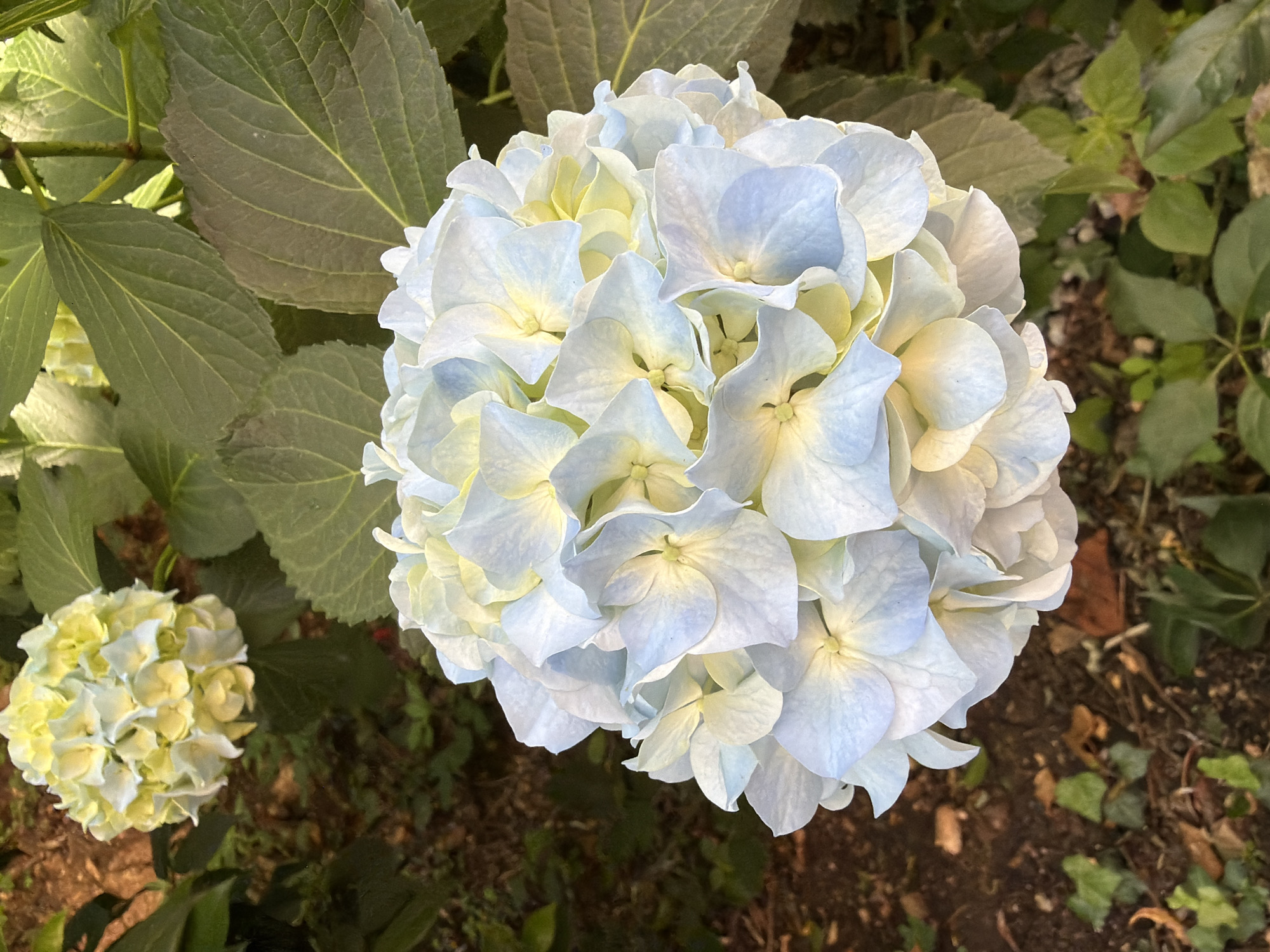 The image shows two hydrangea flower heads in a garden setting. The larger flower head is a mix of light blue and yellow hues, while the smaller one is predominantly yellow. The leaves are green and textured. The ground beneath the plants appears to be soil with some scattered green plants. There are no people visible. The specific location in Budva, Montenegro cannot be determined from the image alone.