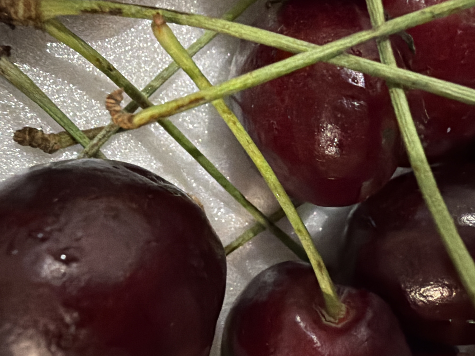 A close-up, high-angle shot shows several ripe cherries with attached green stems. The cherries are a deep red color and have a smooth, glossy surface with some reflecting light. The stems are thin and slightly rough, with a few brown spots and dried brown remnants at their tips, suggesting they are part of the fruit's natural structure. The cherries appear to be resting on a textured white surface, possibly styrofoam packaging. The lighting is bright, creating highlights on the cherries. The image focuses on the texture and detail of the fruit and stems, with no indication of the surrounding environment beyond the immediate close-up. The scene does not depict any elements that would allow for identification of a specific location in Chaikovsky, Russia, or any other geographical context.