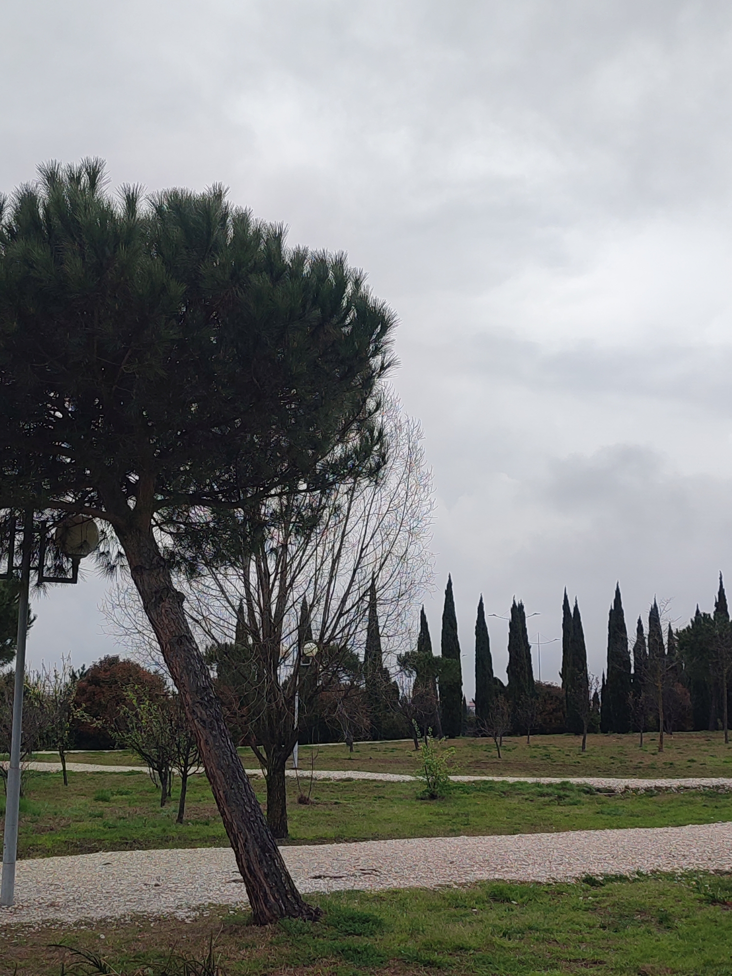 The image depicts a park scene on an overcast day. A large pine tree dominates the foreground on the left, leaning towards the center of the frame. Behind it, other deciduous trees with bare branches are visible. In the background, a row of tall, slender cypress trees stands against the gray sky. A paved path winds through the green grass. A lamp post is partially visible on the left. Based on the cypress trees, this could be the city of Sochi, Russia.