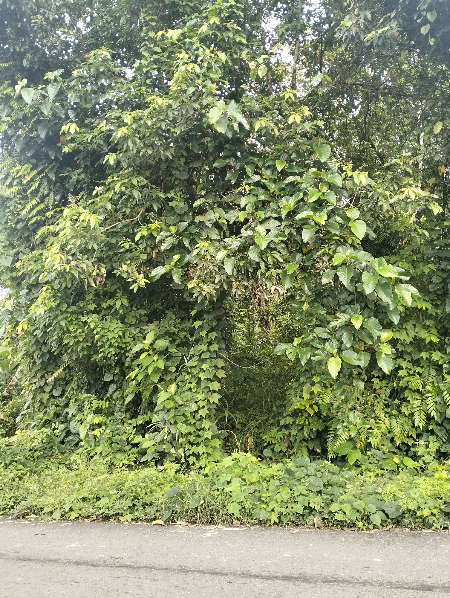 The image shows a dense overgrowth of green foliage and trees lining the edge of a paved road. The vegetation is lush and varied, with different types of leaves and textures visible. In the foreground, the dark asphalt of the road is visible. The scene appears to be a natural, untamed area within the city of Bonia Hilisimaetano, Indonesia, likely a roadside verge or a undeveloped patch of land. There are no people or animals visible in the image.