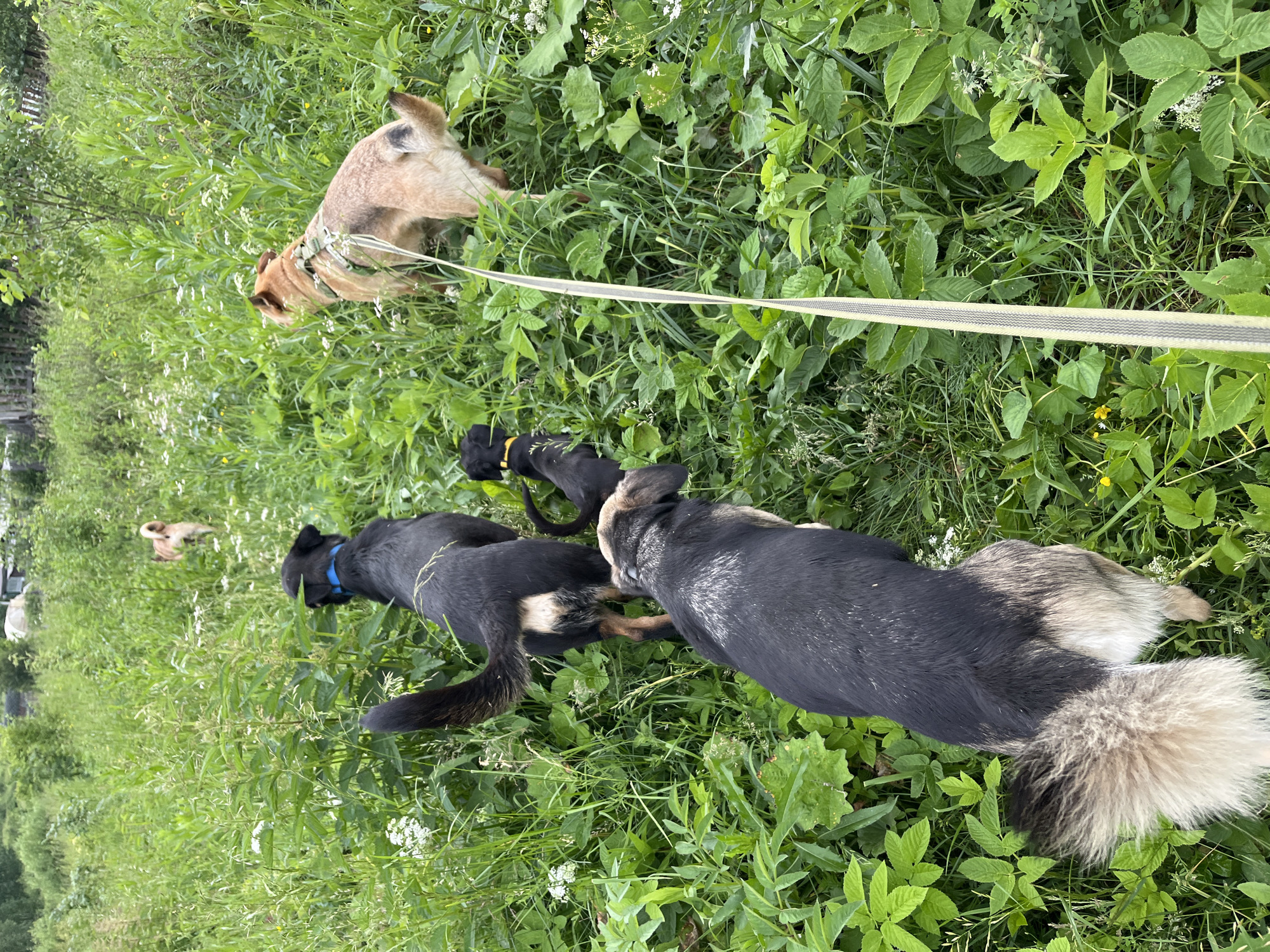 The image depicts a group of dogs in a grassy, overgrown area that resembles the outskirts of a rural settlement or a park in the city of Nizhny Tagil, Russia. The vegetation is lush and green, with a variety of plants and wildflowers. In the foreground, three dogs are visible, two of which are black and tan, and one is a lighter brown color. The black and tan dogs are walking away from the viewer, one with a blue collar, and the other is partially obscured. The brown dog, also facing away, is wearing a green harness and is attached to a light-colored leash that extends towards the bottom right of the frame. In the background, another light-colored dog can be seen further in the field. The environment suggests a natural, uncultivated space.