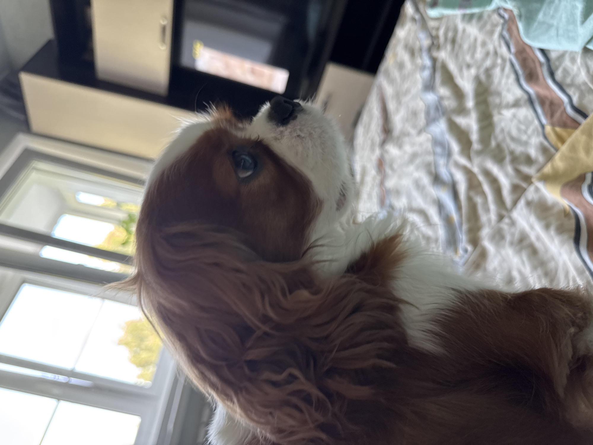 A medium close-up shot shows the head and upper body of a Cavalier King Charles Spaniel dog with chestnut brown and white fur, looking to its right. The dog is positioned on a bed covered with a patterned duvet. The background features a window with daylight streaming through, and to the right, a dark television screen with a bright, abstract image displayed on it, and part of a cabinet. The overall lighting suggests an indoor daytime setting.