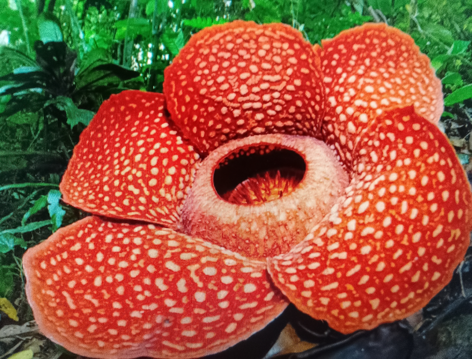 The image displays a close-up of a Rafflesia arnoldii flower, a parasitic plant known for its large size and foul odor, in the rainforest environment of Meunasahaluedrienlhoksukon Barat, Indonesia. The flower, with its distinctive red petals dotted with white or cream-colored spots, is the central focus. The surrounding environment consists of dense green foliage, characteristic of a tropical rainforest. No people or specific actions are depicted, and the scene is entirely natural.
