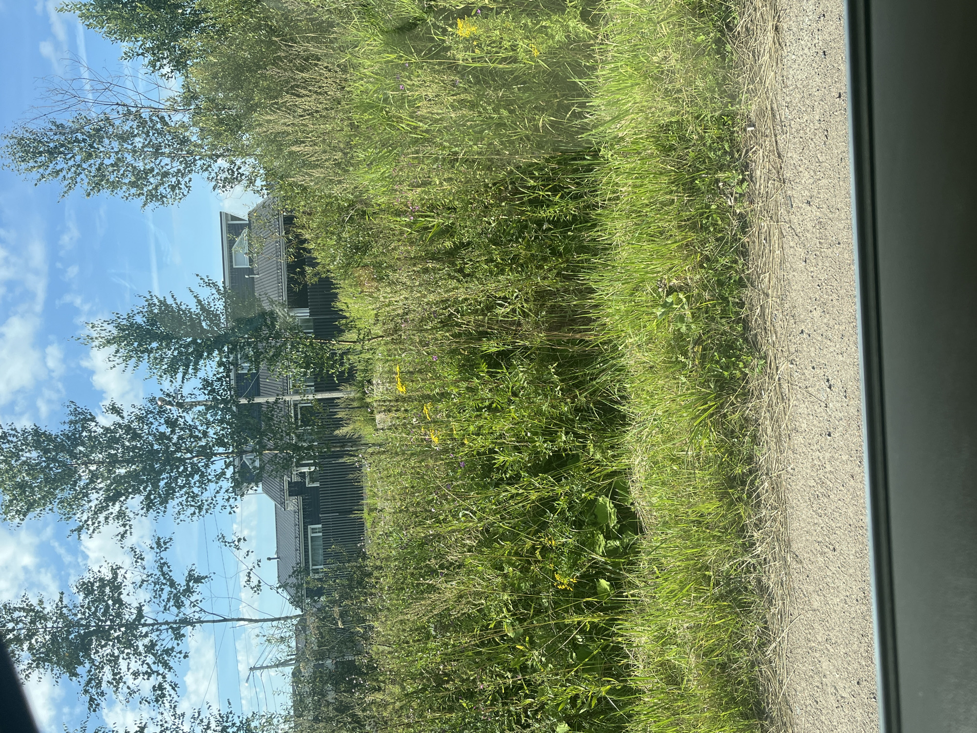 This is an outdoor medium shot photograph taken from a slightly elevated perspective, likely from within a vehicle, looking towards a residential area. The foreground shows a gravel road, with the dark grey edge of a vehicle interior visible at the bottom of the frame. Beyond the road is a dense field of tall, green grass and wildflowers, with some dry grass and weeds scattered throughout. In the background, several tall, slender trees with green foliage stand on the left and right sides of the frame. Behind the trees and the tall grass, there is a modern-looking house with a dark roof and dark-colored siding. The house has several windows visible, and a smaller structure is attached to it. A dark, vertical wooden fence runs along the front of the property. The sky is blue with scattered white clouds. The scene appears to be in a semi-rural or suburban setting, consistent with the outskirts of Mar'ino, Russia, during daylight hours. No people are visible in the frame.