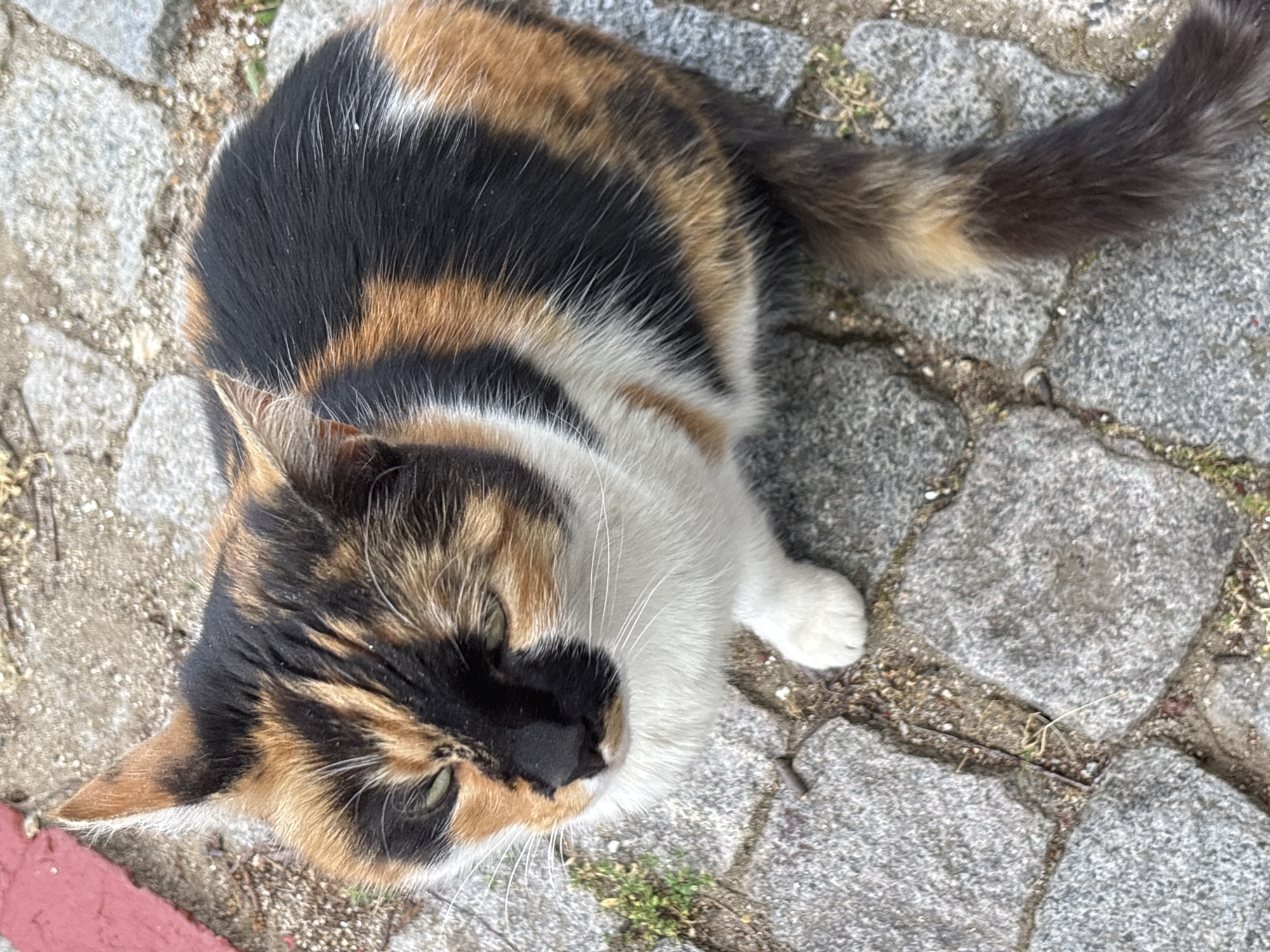 A calico cat sits on a cobblestone path in Svoge, Bulgaria. The cat has patches of black, orange, and white fur. Its eyes are partially closed, and its tail is curled. The cobblestones are rough and gray, with some dirt and small plants growing between them. A small portion of a red curb is visible in the upper left corner of the image. The image is taken from a high-angle, looking down at the cat.