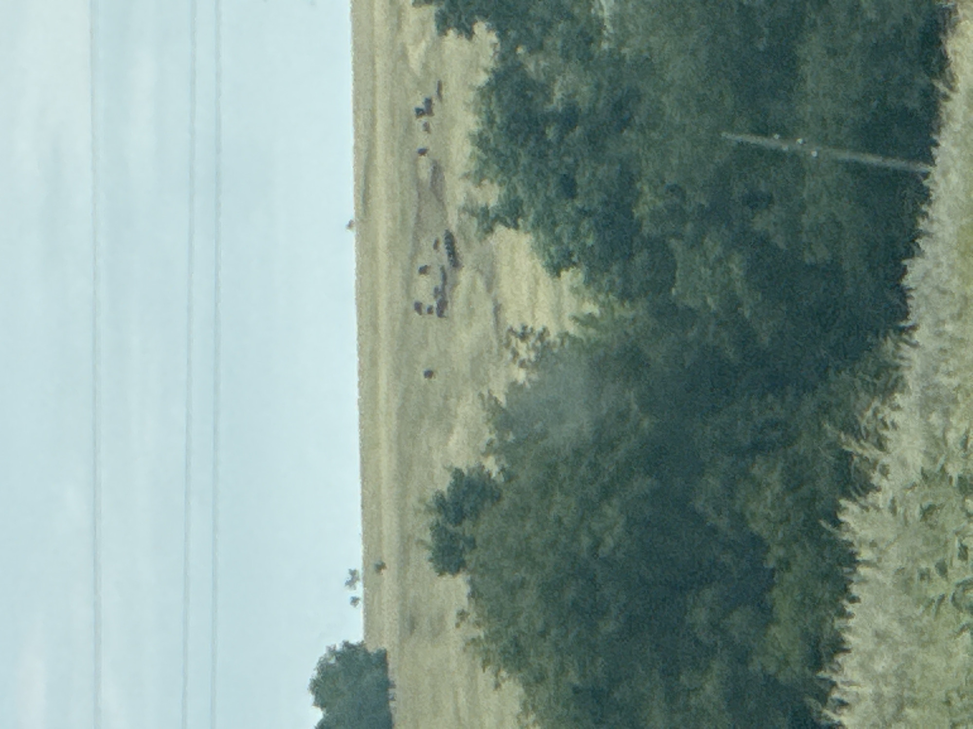 The image depicts a rural landscape with a light blue sky and some power lines visible horizontally across the upper portion. Below the sky, a gently rolling, light brown field stretches into the distance. Scattered across this field are dark, indistinct shapes that appear to be livestock, possibly cattle. In the foreground, a dense growth of dark green trees and lighter green foliage partially obscures the view of the field and the animals. The overall scene suggests an open, agricultural area.