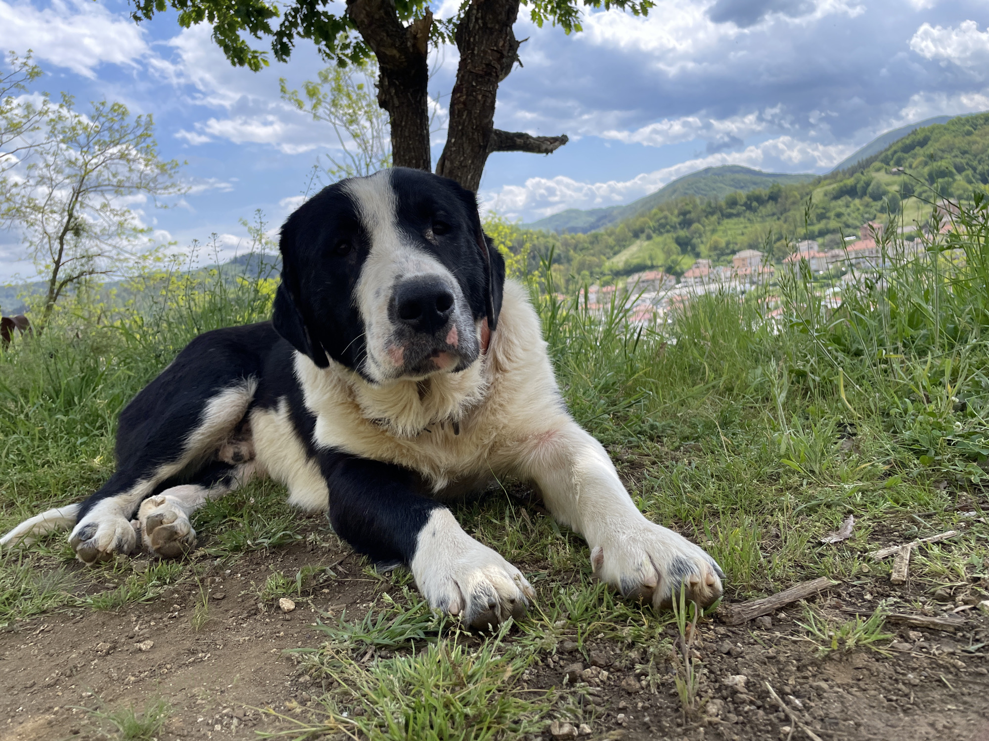 The image shows a large, black-and-white dog lying on the grass in an outdoor setting. The dog is positioned near a tree trunk, with its front paws extended. In the background, there's a view of hills and a settlement with buildings. The sky is partly cloudy. It appears to be a sunny day, and the surroundings suggest a rural or semi-rural location. Given the information that the location is Zlatograd, Bulgaria, the settlement in the background may be part of the city or a neighboring area. The dog is the primary subject, resting comfortably in the outdoor environment.