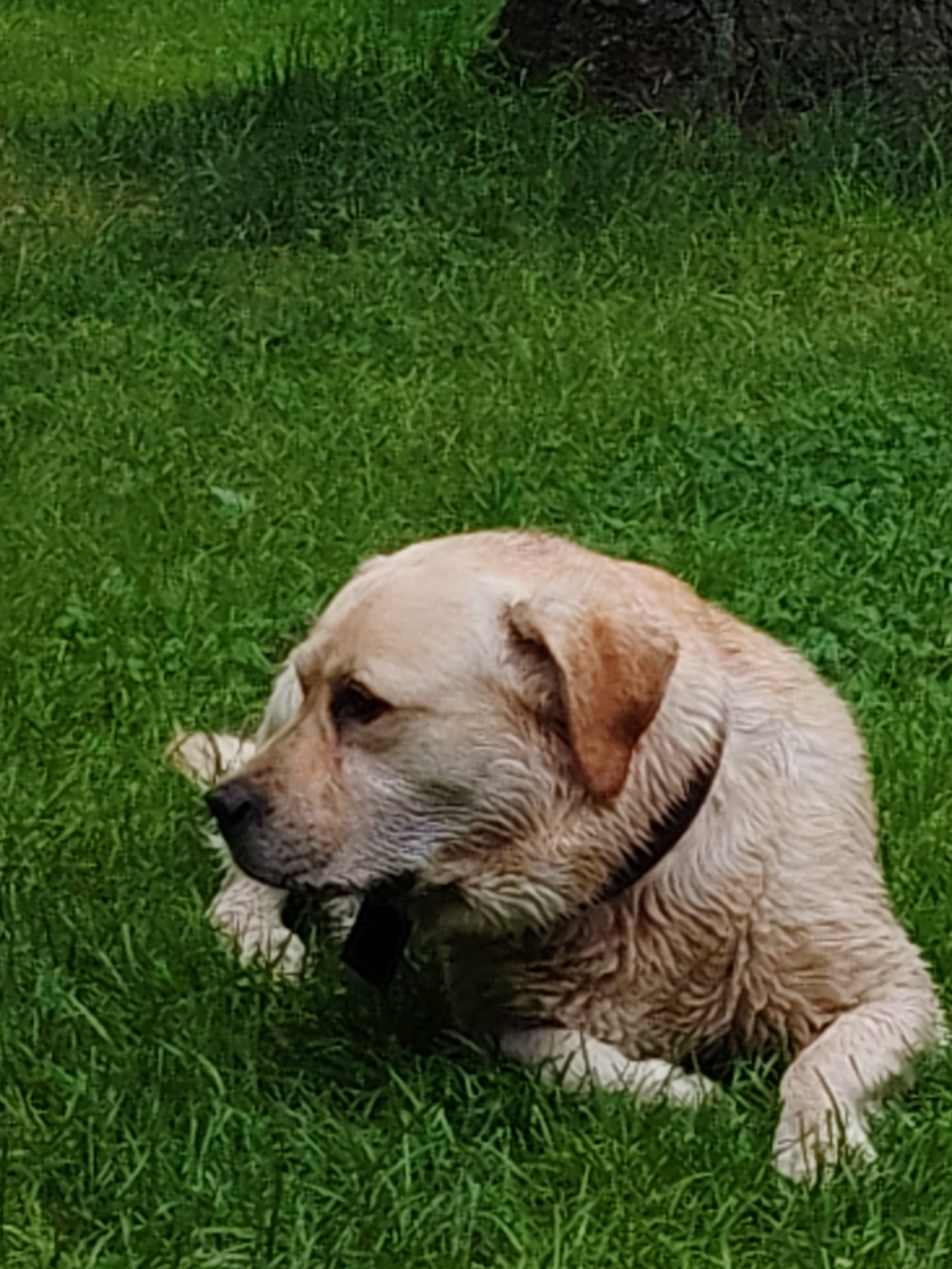 An outdoor, medium-shot, eye-level, horizontal, color photograph shows a light-colored, wet dog lying on green grass. The dog, likely a Labrador Retriever, is positioned in the lower right of the frame, with its head turned to the left. Its fur appears matted and slightly darker in color due to being wet. A dark collar is visible around its neck. The background consists of lush green grass, with a darker, out-of-focus area at the top that could be a tree trunk or shadow. The scene does not contain any identifiable urban features to suggest a specific location within the city of Выльтыдор, Russia, or any other location. The lighting suggests it is daytime.