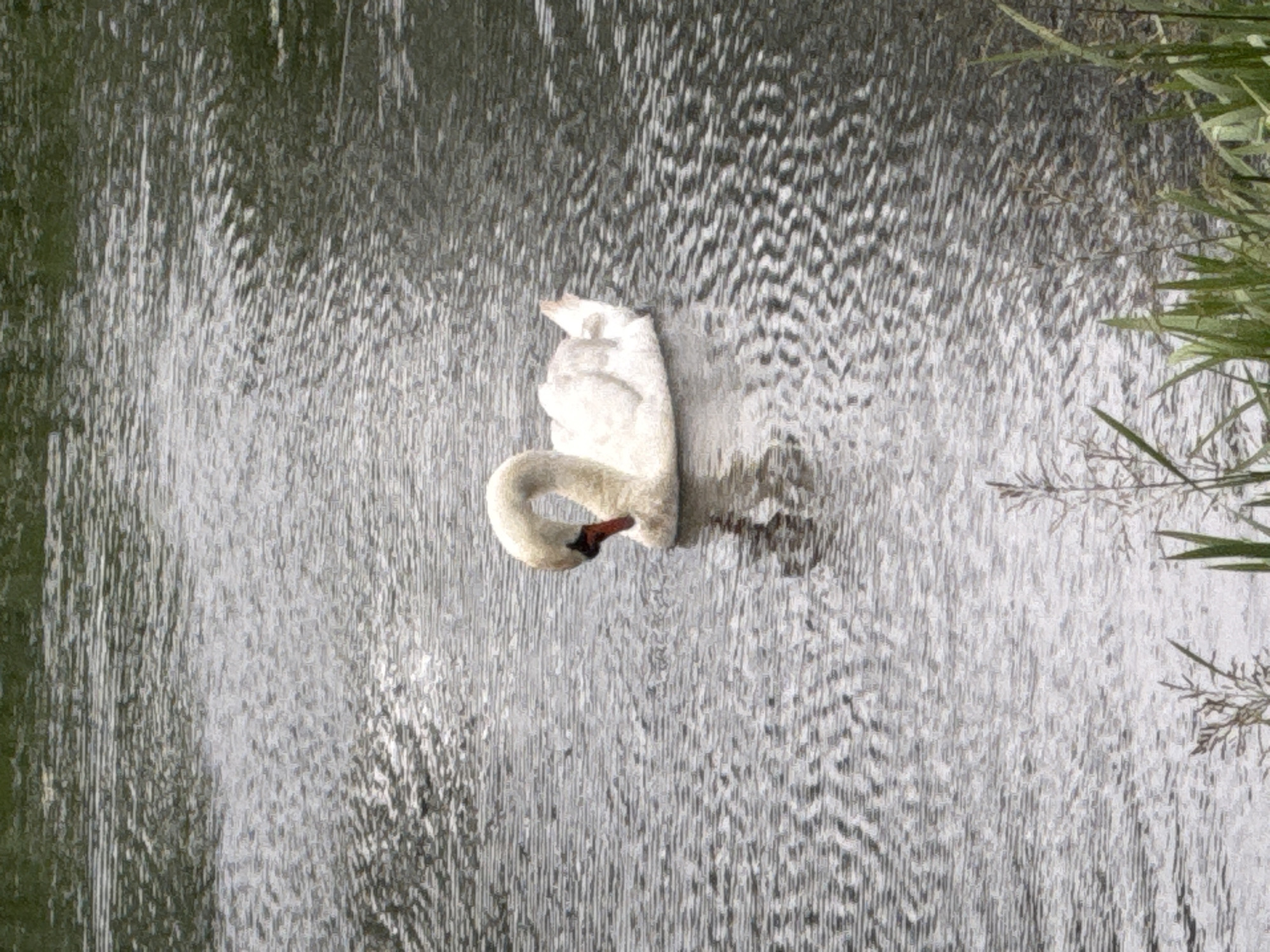 A lone white swan is depicted on the water, its head bowed as if grooming itself. The swan's body is fluffy and white, and its neck is curved gracefully. The water is calm with ripples, reflecting the sky and surrounding greenery. The scene appears serene and natural, possibly in a park or a body of water within a city. Szczecin, Poland, is a city known for its numerous lakes and green spaces, making it plausible for such a scene to occur.