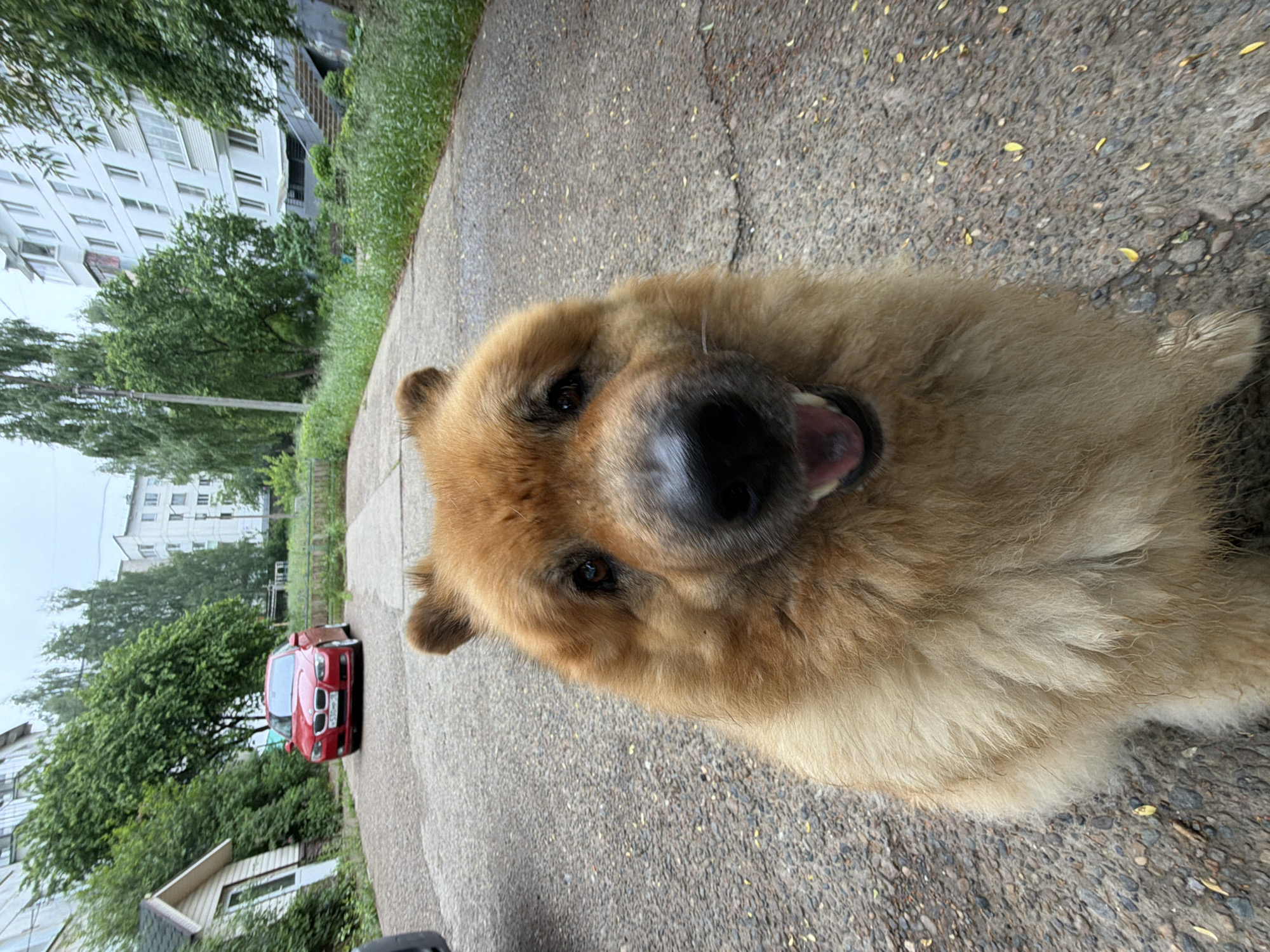A close-up, wide-angle shot features a friendly-looking, fluffy, light brown/golden dog, possibly a Chow Chow, positioned very close to the camera, with its head tilted slightly. The dog has a dark snout, expressive dark eyes, and an open mouth, giving the impression of curiosity or playfulness. Its fur appears soft and dense.
The scene is an outdoor residential area, likely in Chaikovsky, Russia, as per context. The dog is standing on a textured concrete or asphalt path, scattered with small stones and a few yellow leaves. In the midground, a bright red car, possibly a BMW, is parked on the side of the path or street, partially obscured by green trees. In the background, several multi-story white apartment buildings with numerous windows are visible through the foliage, suggesting an urban or suburban setting. Lush green trees and grass line the path and surround the buildings, indicating a natural environment mixed with developed structures.
The time of day is daytime, with soft, diffused lighting suggesting an overcast or cloudy sky, as there are no harsh shadows. No human figures are visible, and the focus is primarily on the dog and its immediate surroundings. There is no visible text in the image. The overall mood is calm and inviting, with the dog's expression being a focal point.
