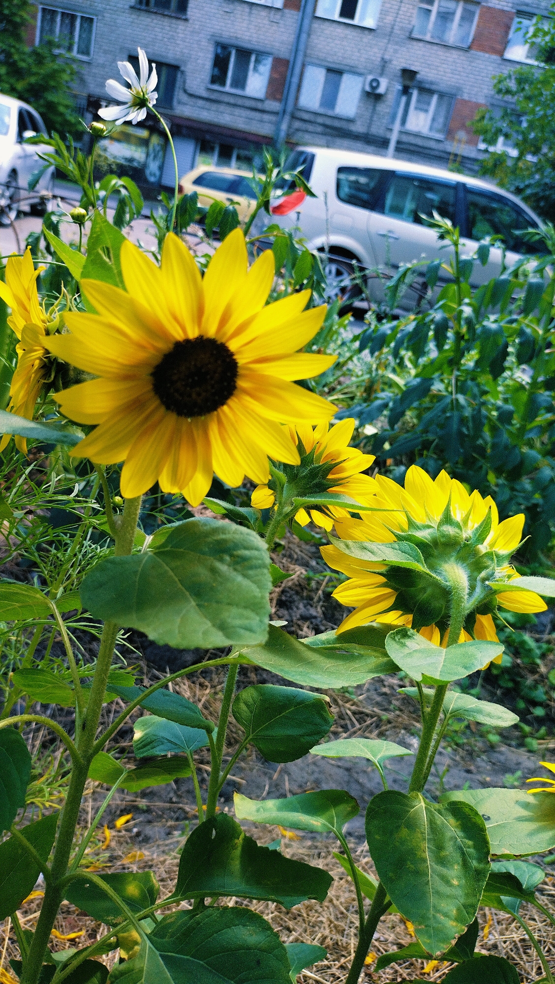 In Horishni Plavni, Ukraine, a cluster of sunflowers blooms near a residential building. The foreground features a prominent sunflower with bright yellow petals and a dark center. Behind it, another sunflower is partially visible, its back facing the camera. A delicate white flower with thin petals stands taller than the sunflowers, reaching towards the sky. In the background, a multi-story brick building with numerous windows is visible, along with parked vehicles, including a silver minivan and a yellow car. Green foliage surrounds the flowers, creating a natural setting within the urban environment. The ground is covered in dry grass and fallen sunflower petals.