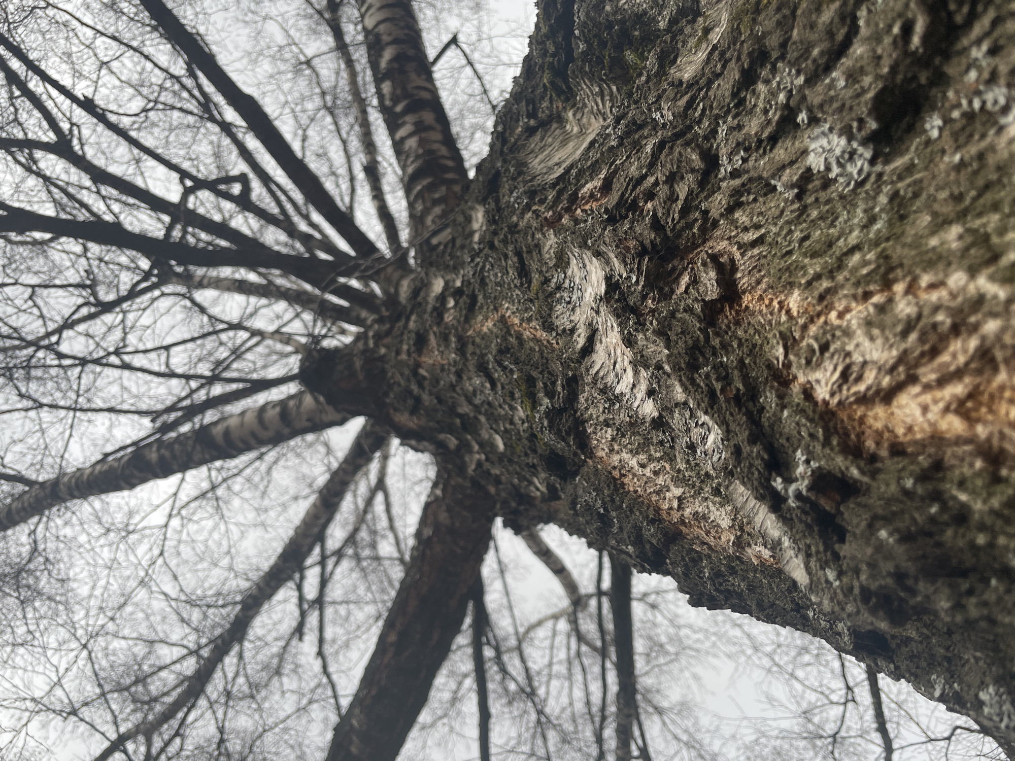 An upward-looking perspective captures the robust trunk and bare branches of trees, likely within a forest or wooded area in Izhevsk, Russia. The dominant subject is a substantial tree trunk positioned diagonally across the frame, showcasing deeply fissured, rugged bark with varying shades of dark brown, gray, and hints of reddish-brown. Some lighter, almost whitish patches, possibly lichen, are visible on the bark.
Extending from this main trunk and other nearby trees are numerous leafless branches, forming an intricate, dark silhouette against a bright, overcast sky. The absence of foliage suggests either winter or early spring. Several branches, particularly those further in the background, display the characteristic lighter, peeling bark often associated with birch trees. The overall scene is devoid of human activity or presence.
The lighting is soft and diffused, typical of an overcast day, contributing to a muted color palette dominated by grays, dark browns, and the pale sky. The focus is on the natural textures and forms of the trees. No visible text is present in the image.