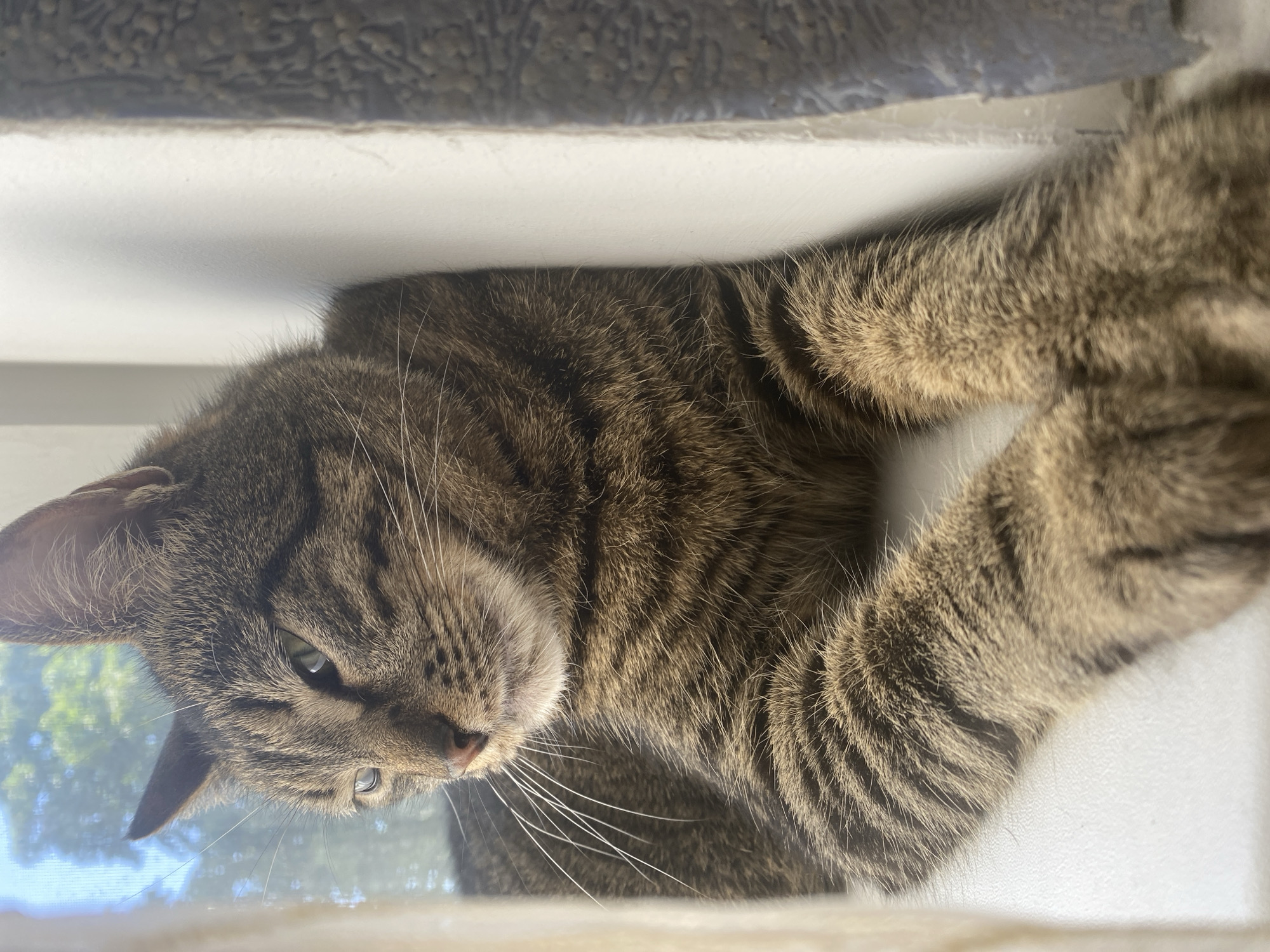 A close-up, head-on shot of a tabby cat is captured from a slightly low angle. The cat is lying down, with its front paws extended forward. Its fur displays a classic tabby pattern of brown, black, and tan stripes. The cat's gaze is directed to the left, with one eye partially closed, giving it a relaxed or sleepy appearance. The background is softly blurred, revealing a bright window with a hint of greenery outside, suggesting an indoor setting near a window. The immediate surroundings include a white windowsill and a textured wall or curtain on the right side. The lighting is natural and bright, illuminating the cat's face and fur. The image is sharp and in focus on the cat, with a shallow depth of field.