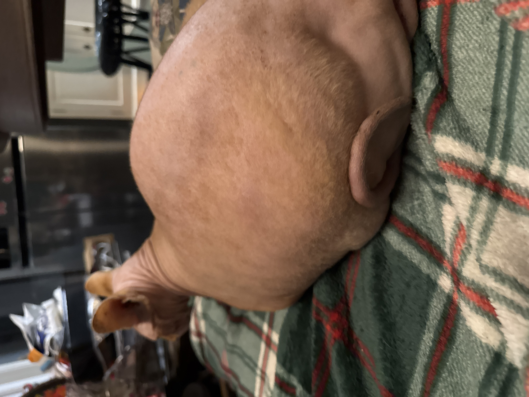 The image displays an indoor scene, likely within a residence in the city of Unknown, Unknown. The primary subject is a hairless domestic cat, identifiable as a Sphynx breed, lying prone on a green, red, and white plaid blanket. The cat's body, primarily its back and hindquarters, occupies the central and right portions of the frame. Its skin is a light reddish-tan to pinkish-orange hue, exhibiting natural wrinkles and minor dermatological variations such as freckles or slight pigmentation. One of the cat's rear upper legs or haunches is visible, characterized by a distinct fold of skin. The cat's ears are partially visible in the upper left, indicating its head is turned towards the left, away from the camera's direct line of sight.
The background is out of focus. To the left, behind the cat's head, is a dark, reflective surface, possibly a refrigerator or appliance, with indistinct items resting on top. To the right, further into the background, another dark surface is present, potentially a counter or furniture. Beyond this, a light-colored wall or cabinet is discernible, along with a dark-colored stool or chair. No human figures are present in the frame. The lighting suggests an ambient indoor light source.