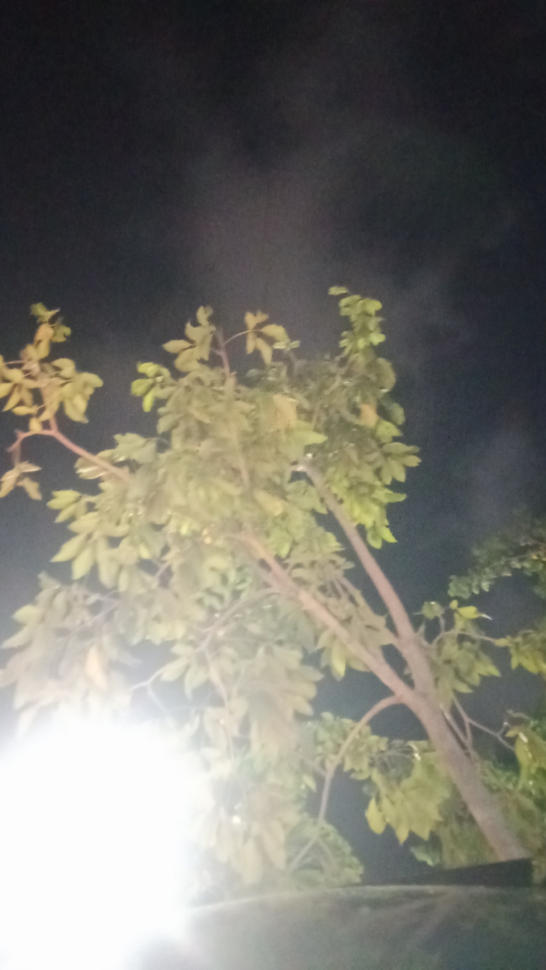 A tree with light green leaves is illuminated by a bright light source on the left side of the image. The background is a dark night sky, possibly with some smoke or clouds. The bottom of the image shows a dark, possibly concrete surface.