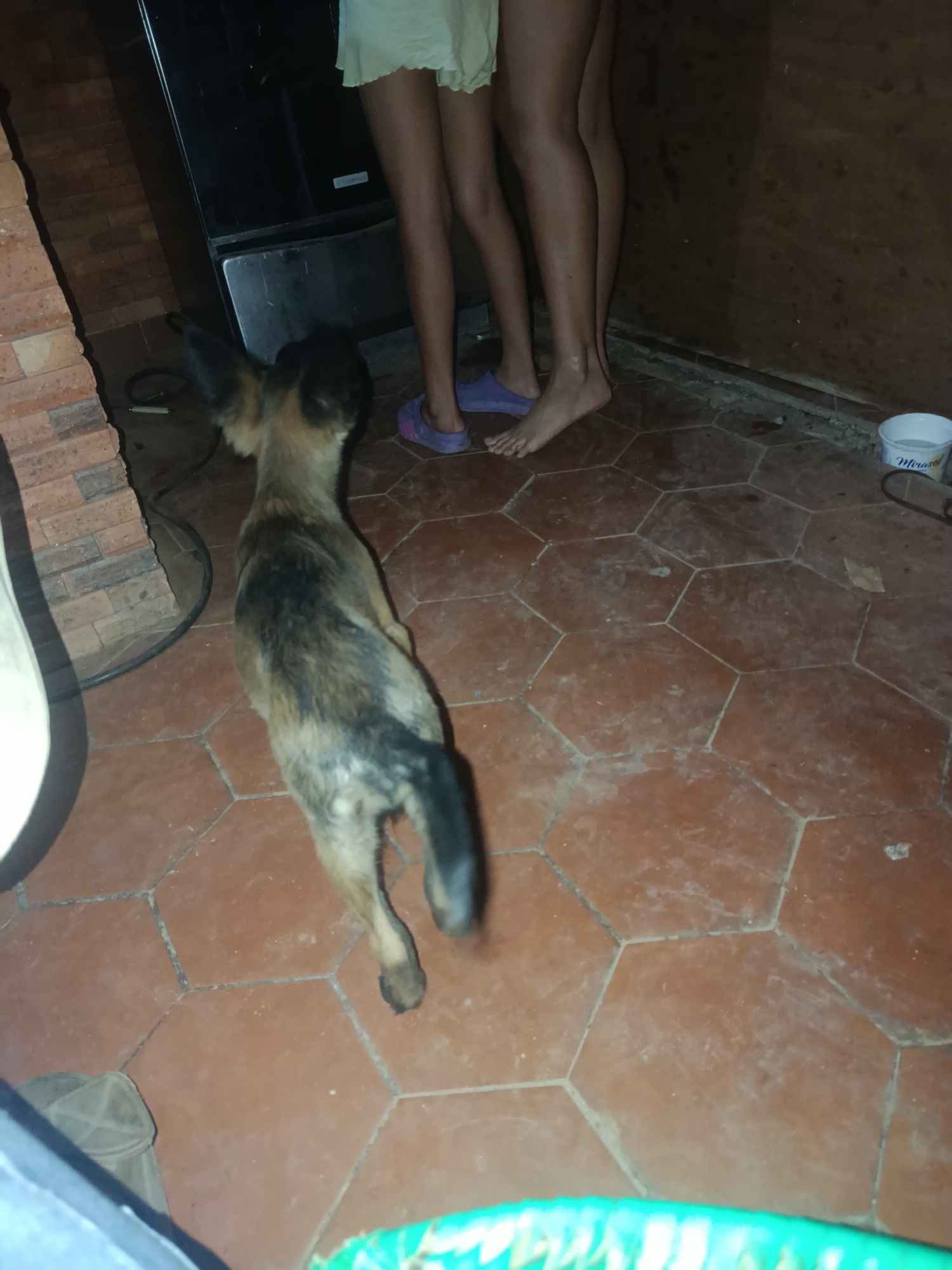 The photograph appears to be taken indoors. A small, short-haired, medium-sized dog with dark brown and black coloring, and a thin build, is facing away from the camera, standing on reddish-brown hexagonal floor tiles. Behind the dog are the legs of two individuals. One person is wearing a pale yellow skirt, and both have bare legs. One person is barefoot while the other wears purple slides. Behind them is what appears to be a black appliance, possibly a refrigerator or stove, and a wall. A white bucket with the word "Miravel" printed on it is visible in the background. The location is potentially a home in Juan Griego, Venezuela. The image is poorly lit.