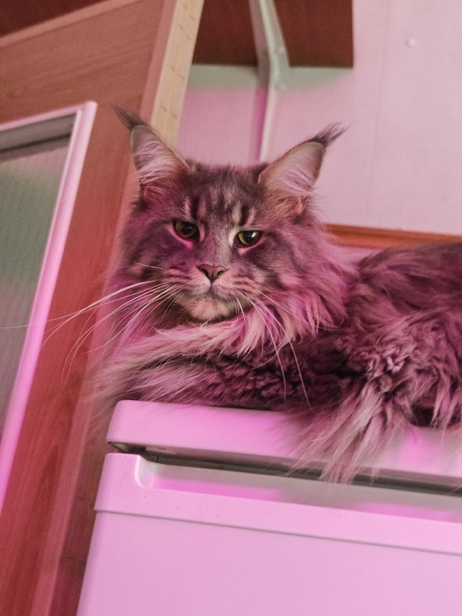 A medium shot captures a Maine Coon cat with striking green eyes and a luxurious gray tabby coat, illuminated by pinkish light. The cat is perched on top of a white refrigerator, its gaze directed downwards, creating an imposing yet curious presence. The background reveals a wooden shelf and wall, suggesting an indoor setting. The image lacks any identifiable landmarks or elements that would allow for its localization to Abakan, Russia, or any other specific geographical location.