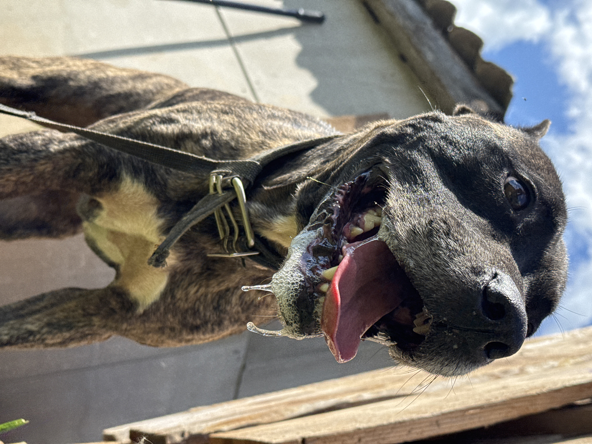 In Rusalevka, Russia, a brindle-patterned dog is depicted from a low-angle perspective, looking upwards with its mouth open and tongue extended. The dog's dark fur exhibits a distinct brown and black striped pattern, with lighter tan fur visible on its chest. Its brown eyes are directed towards the upper right. Prominent drool, consisting of both bubbly saliva and multiple clear drips, hangs from its lower jaw and muzzle. Several teeth are visible, showing some discoloration. The dog wears a dark, worn collar with metallic buckles and rings.
The background features a bright blue sky with scattered white clouds in the upper left quadrant. Below the sky on the left is a shadowed, corrugated roofline, possibly concrete or fiber cement. Adjacent to the roofline and behind the dog, a light-colored wall, potentially stucco or painted concrete, is visible. A slender dark vertical object, possibly a pipe or post, stands against this wall. On the far right, a textured wooden structure, possibly a fence or part of a building, is brightly illuminated. A small dark insect is discernible in the sky near the roofline. The scene is illuminated by strong sunlight, casting shadows and highlighting the dog's fur and the drool.