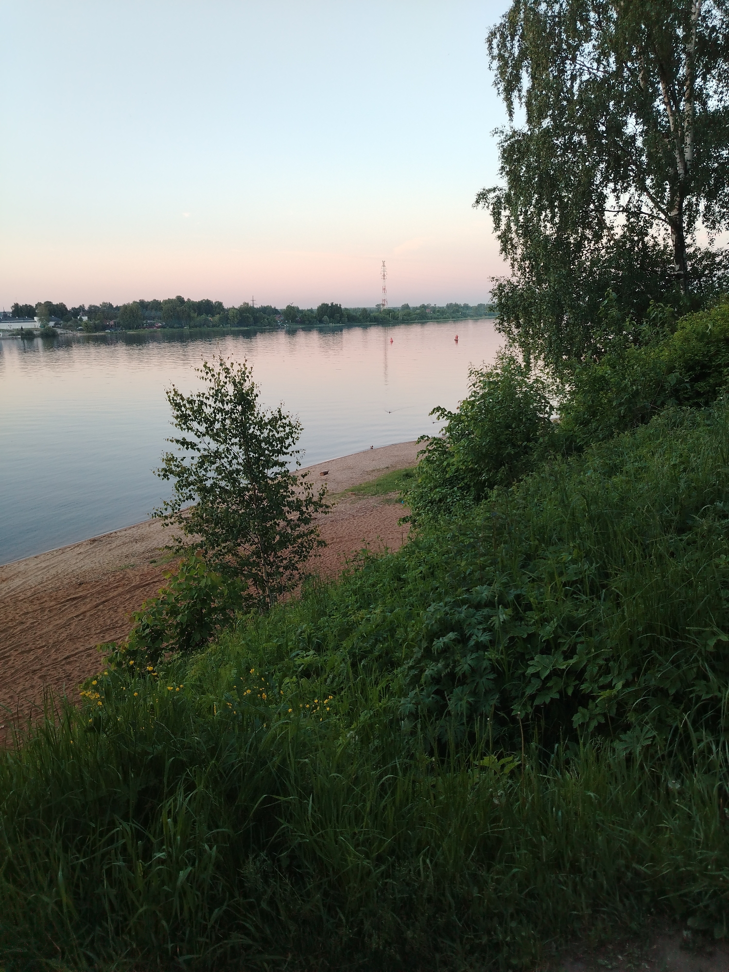 The image depicts a tranquil river scene in Rusanovo, Russia, observed from a elevated, vegetated embankment during either dawn or dusk. A wide, calm river occupies the middle ground, reflecting the pale blue and soft pink hues of the sky. Two red buoys are visible in the river's channel. The far bank features a distant tree line and what appears to be a small settlement with a tall, lattice-like transmission tower prominent on the horizon. A narrow strip of light brown sand, forming a beach or riverbank, separates the water from the lush green foreground. On this sandy bank, a single, young deciduous tree with light green leaves stands near the water's edge. The immediate foreground and right side are dominated by dense, overgrown green vegetation, including tall grasses and leafy plants, sloping down towards the sandy bank. A large, mature deciduous tree, likely a birch, with dense green foliage partially frames the scene from the upper right. Small clusters of yellow flowers are visible amongst the lower foreground vegetation. No individuals are present in the scene.