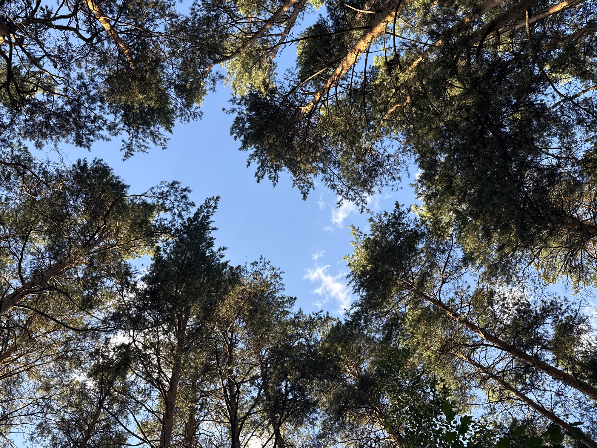 This media file is a photograph taken from a low angle, looking up into a forest canopy against a bright blue sky with a few scattered clouds. The main subjects are the tall trees, predominantly pine, with their branches and needles forming a natural frame for the sky. The sunlight filters through the foliage, creating highlights on the branches and illuminating the needles from behind, giving them a green glow.
The image captures a moment of looking upwards, evoking a sense of peace and immersion in nature. The clear sky suggests a pleasant day, likely late morning or afternoon given the bright sunlight. There are no people or man-made objects visible, emphasizing the natural setting. The location context of Yekaterinburg, Russia, hints at a temperate forest environment. The overall mood is serene and tranquil, a common feeling associated with being amongst trees and looking up at the sky. The scene is quiet and still, with no activity other than the subtle play of light and shadow. There is no visible text in the image.