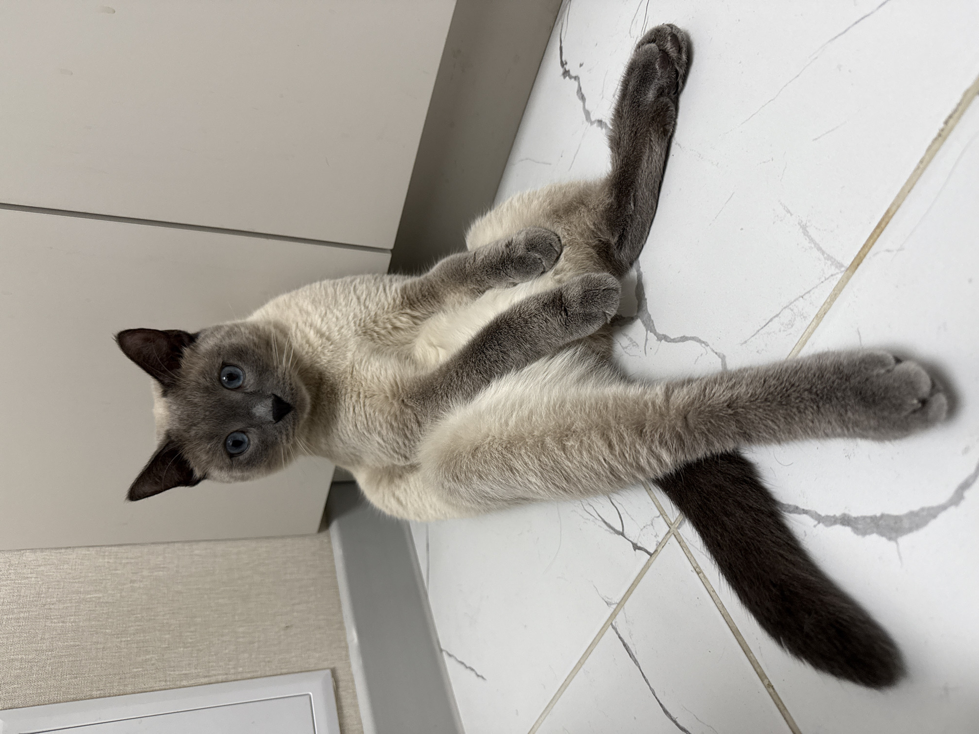 A light-colored cat with dark brown ears and dark brown tail, and striking blue eyes is sitting on a white tiled floor with grey veining. The cat is looking directly at the camera with its body angled to the right. Its legs are splayed out in front of it, with its front paws resting on its stomach and its hind legs extended to the side. The background consists of a textured beige wall on the left and a light grey cabinet or wall on the right. The floor appears to be indoors, likely in a residential setting. No specific landmarks or signs of the city of Bor, Russia, are visible in the image.