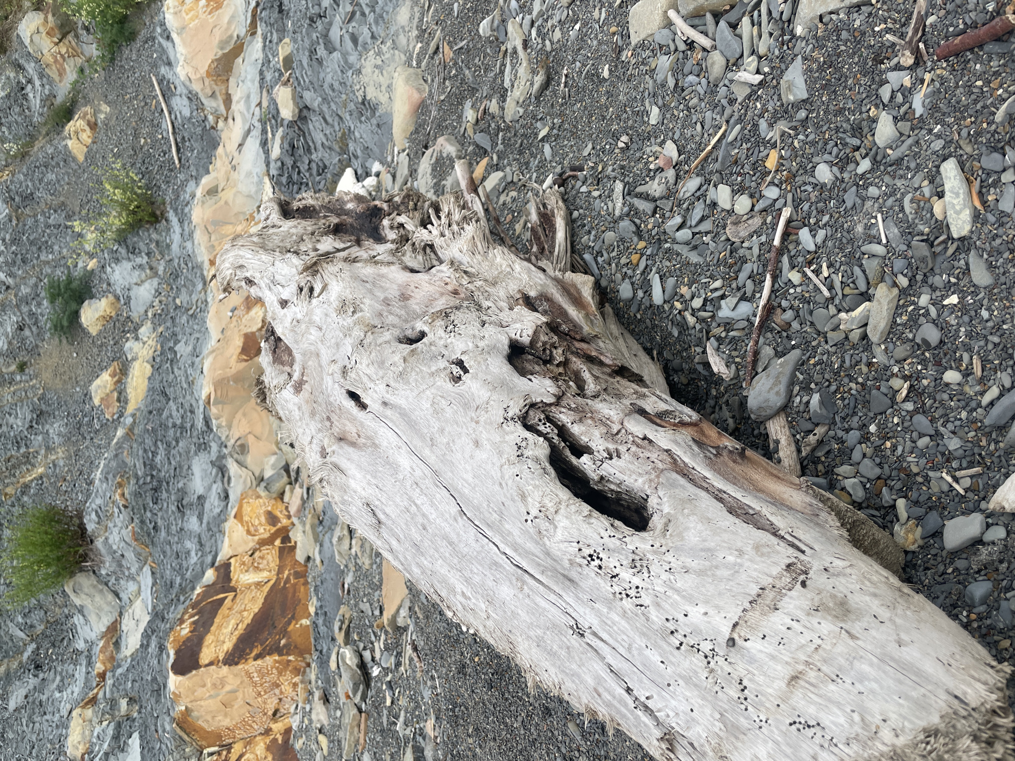 The image shows a piece of driftwood lying on a rocky beach. The wood is weathered and grey, with holes and cracks. The rocks are a mix of grey and brown. The location is likely Olginka, Russia, given the prompt's context. No people are visible in the scene.