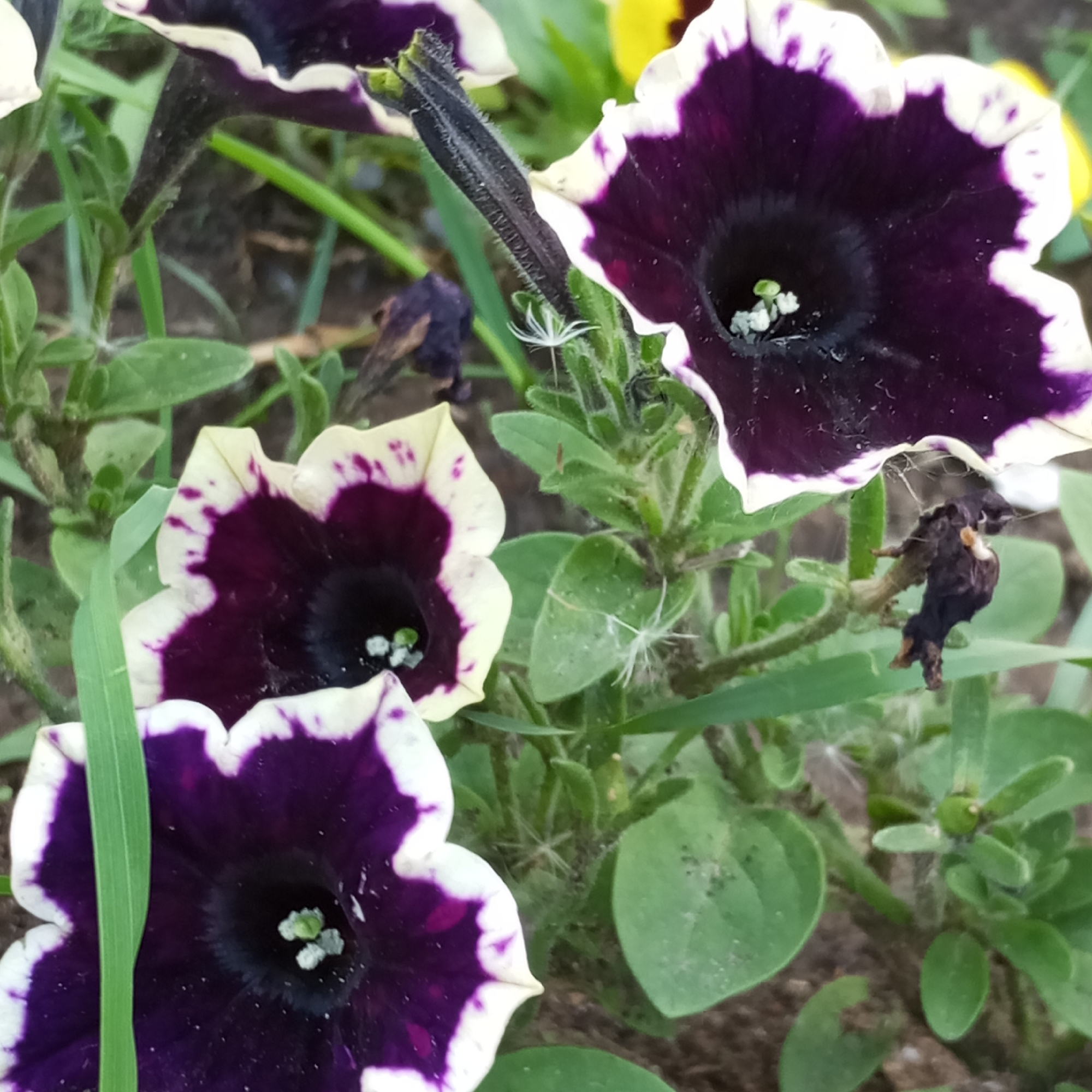 This image captures a close-up view of multiple petunia flowers and associated foliage in an outdoor garden environment, specified to be in Izhevsk, Russia. No human subjects or animals are present.
The dominant subjects are several bicolored petunia flowers featuring deep purple petals with distinct white margins, creating a picotee effect. The centers of the open flowers are a darker, almost black, hue, revealing small, light green and white reproductive structures. At least three flowers are in various stages of bloom: a large, fully open flower is prominent in the upper-right; another is centered in the lower-left; and a third is partially visible in the lower-middle section.
Plant stems and leaves are green, with some stems exhibiting fine surface hairs. The image also displays signs of plant life cycle progression, including shriveled, dark brown botanical remnants, likely spent flowers or developing seed pods, visible in the mid-right and mid-left areas. Scattered across the foliage and stems are several white, fluffy seed dispersal units, characteristic of certain wind-dispersed plants like dandelions. One such unit is clearly visible on a stem near the center. A prominent, elongated, dark, and hairy botanical structure, possibly a developing fruit or calyx, extends upwards from the lower-middle of the frame.
The background consists of blurred green foliage and dark brown soil. A small, indistinct patch of yellow is visible in the upper-right, possibly indicating another flower. The lighting is natural and diffuse, suggesting an overcast condition or indirect sunlight.