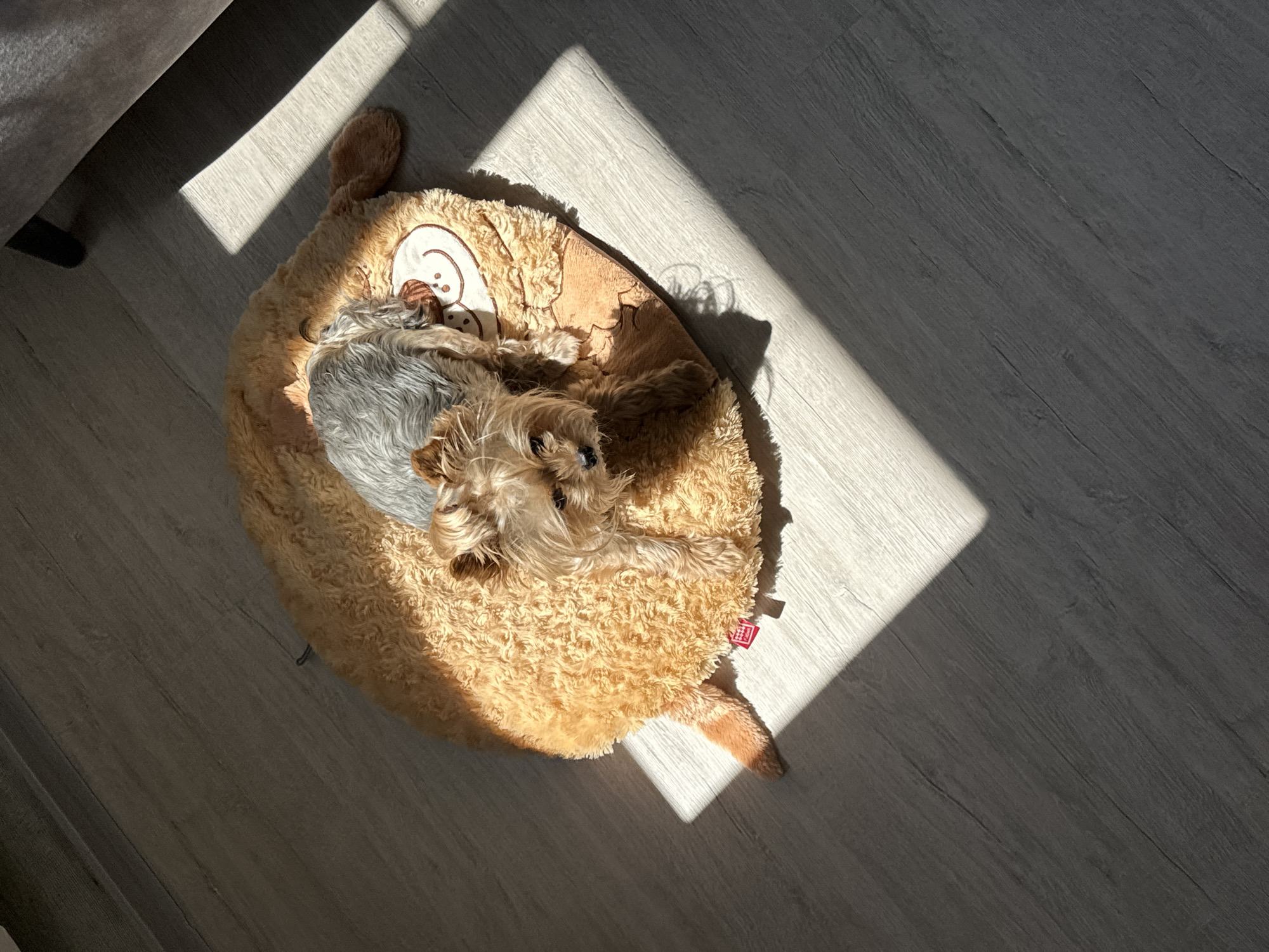 A Yorkshire Terrier lies curled up on a brown plush pet bed shaped like a cartoon character. The bed is on a gray-toned wood-look floor. Sunlight illuminates a portion of the bed and the floor, creating a rectangular patch of light. A small portion of what appears to be a sofa is visible in the upper left corner. The setting is indoors. There is no indication of this being in Sochi, Russia.