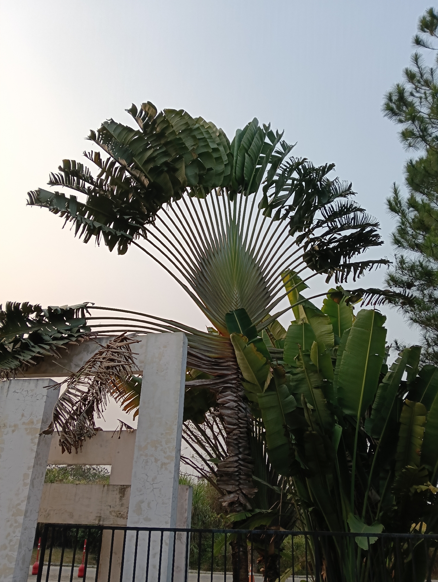 This is a vertical, eye-level, medium shot photograph of a Traveler's Palm tree in Parung Panjang, Indonesia. The tree is the dominant subject, with its distinctive fan-like leaves spread across the top half of the frame. The leaves are a vibrant green, with some appearing slightly tattered. Behind the palm, a pale sky with a soft gradient is visible, suggesting it may be early morning or late afternoon. To the right of the palm, the dark green needles of a pine tree are partially visible against the sky. In the lower left of the image, a section of a white, unfinished concrete structure with rectangular openings is present, and a black metal fence runs across the bottom. The overall scene is one of tropical vegetation against a muted sky, with hints of man-made structures.