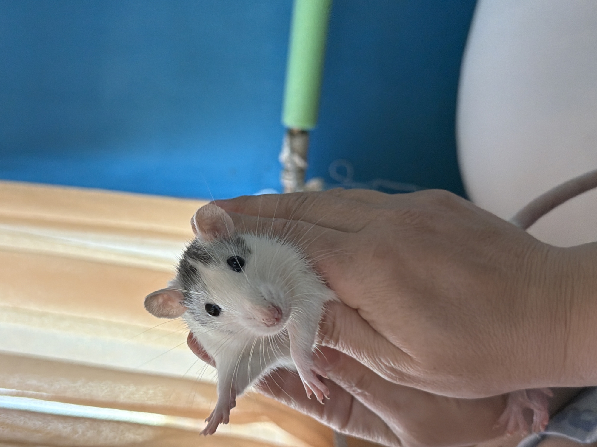 A white rat with a dark gray patch on its head is being held in two hands. The background includes a blue wall, a green pole, and a partially visible white object. A wooden slatted surface is also visible on the left. The location is likely indoors, but the city of Chaikovsky, Russia, cannot be definitively determined from the image.