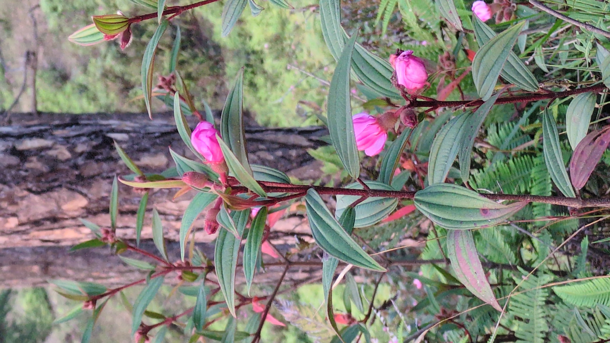 The image shows a close-up of a flowering plant with pink buds in Lạc Dương, Vietnam. The plant has a reddish-brown stem with elongated, green leaves that have prominent veins. Some leaves display reddish tinges. The background is slightly blurred, revealing glimpses of other vegetation including ferns, and a section of what appears to be a fallen tree trunk.
