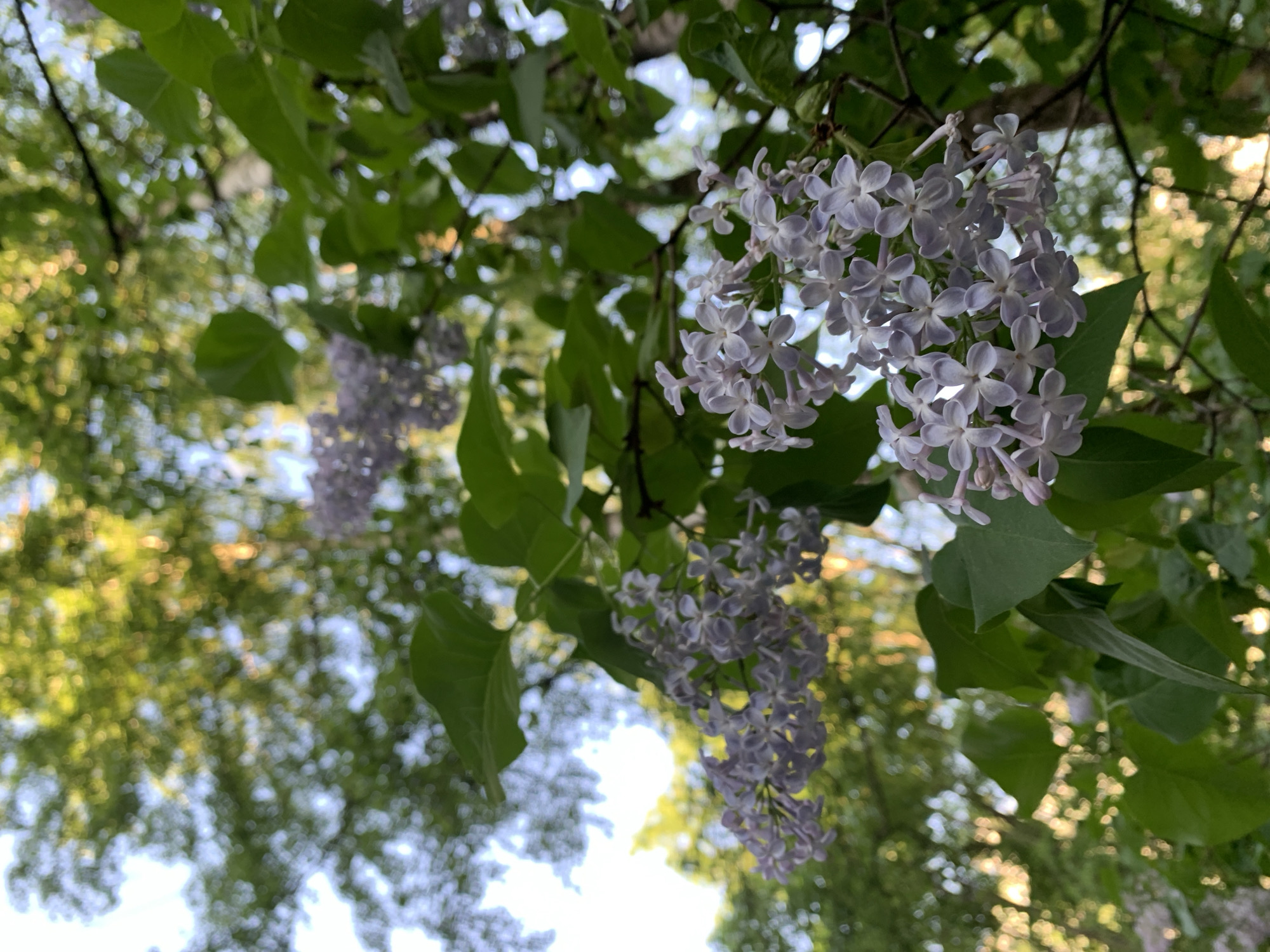 The image shows a close-up view looking up at lilac flowers and green leaves against a blurry backdrop of other trees and sky. The flowers are light purple and in clusters. The scene appears to be outdoors, likely in a garden or park. The location is specified as Unknown, Unknown.