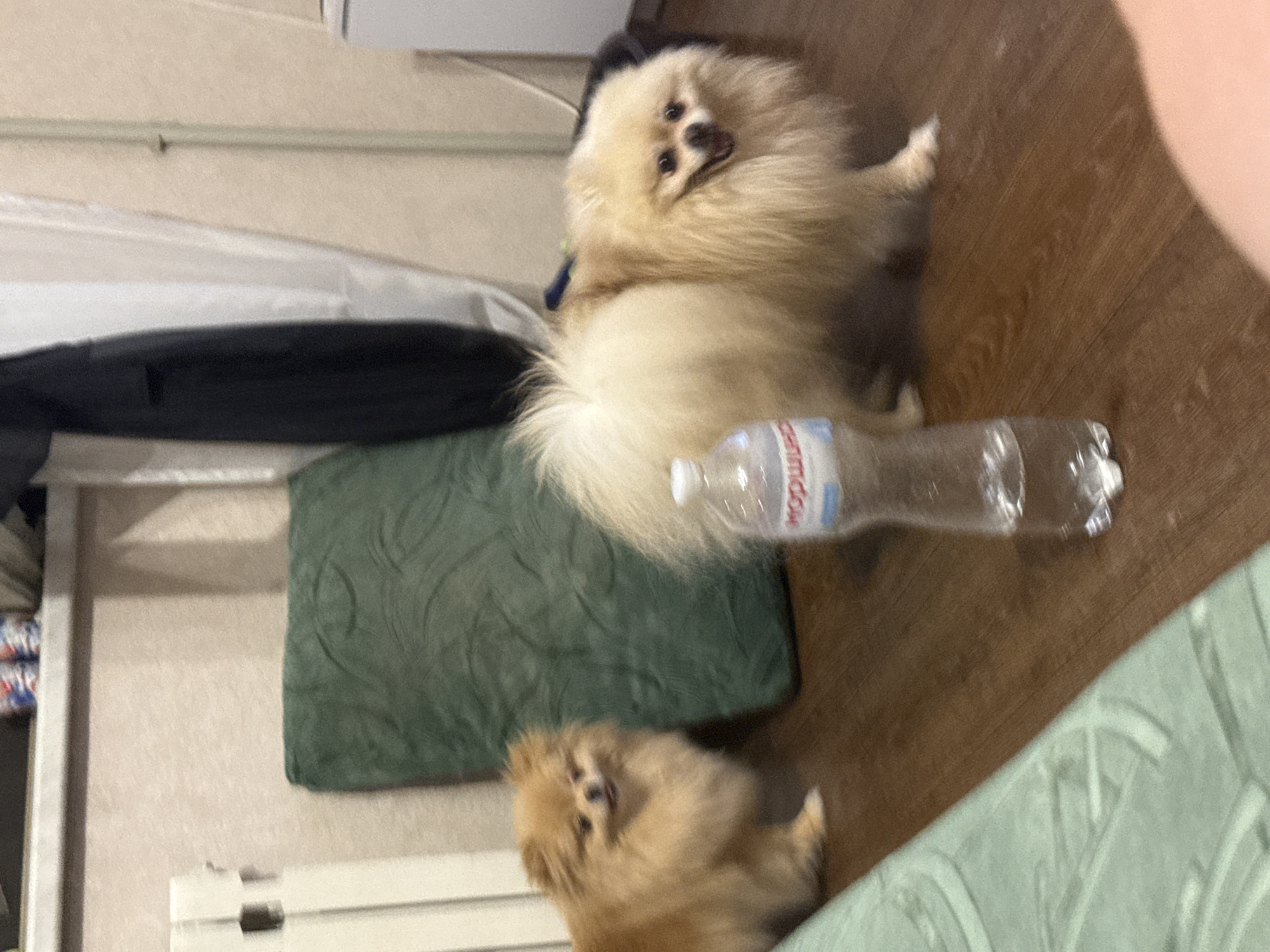 Two Pomeranian dogs are in a room with wooden flooring. The dog on the left is facing the camera with its mouth slightly open. The dog on the right is facing the camera with its mouth open, appearing to smile. A green pillow is leaning against the wall behind the dogs. A bottle of water is placed on the floor in front of the dog on the right. The background shows a radiator, a wall, and a closet door.